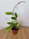 Hoya AH074 Silver