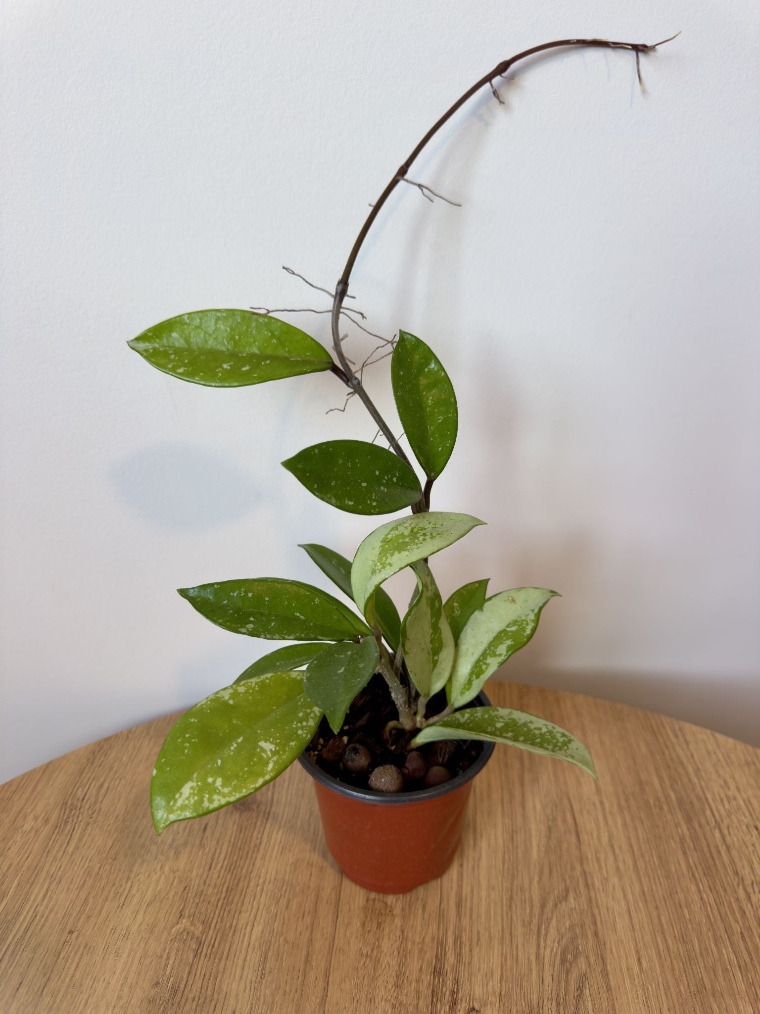 Hoya AH074 Silver