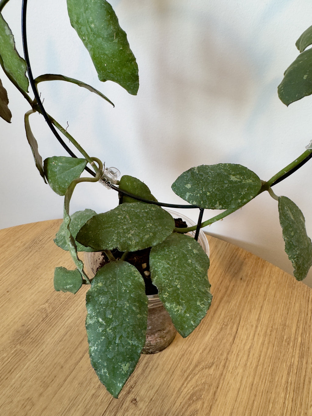 Hoya Red Waymaniae