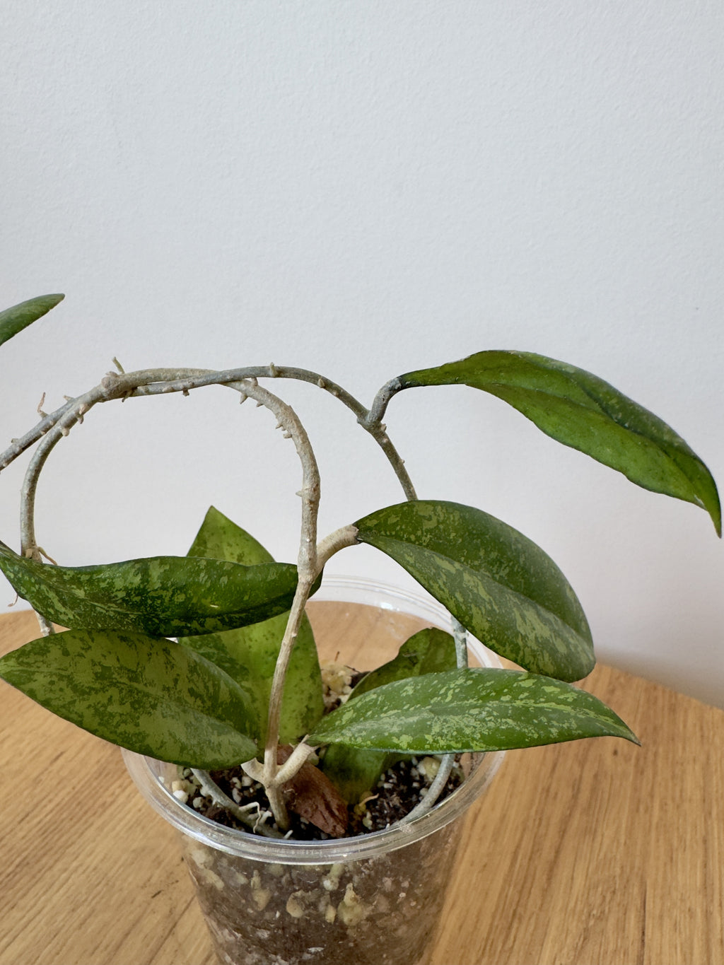 Hoya Crassipetiolata x Michele Clone 2