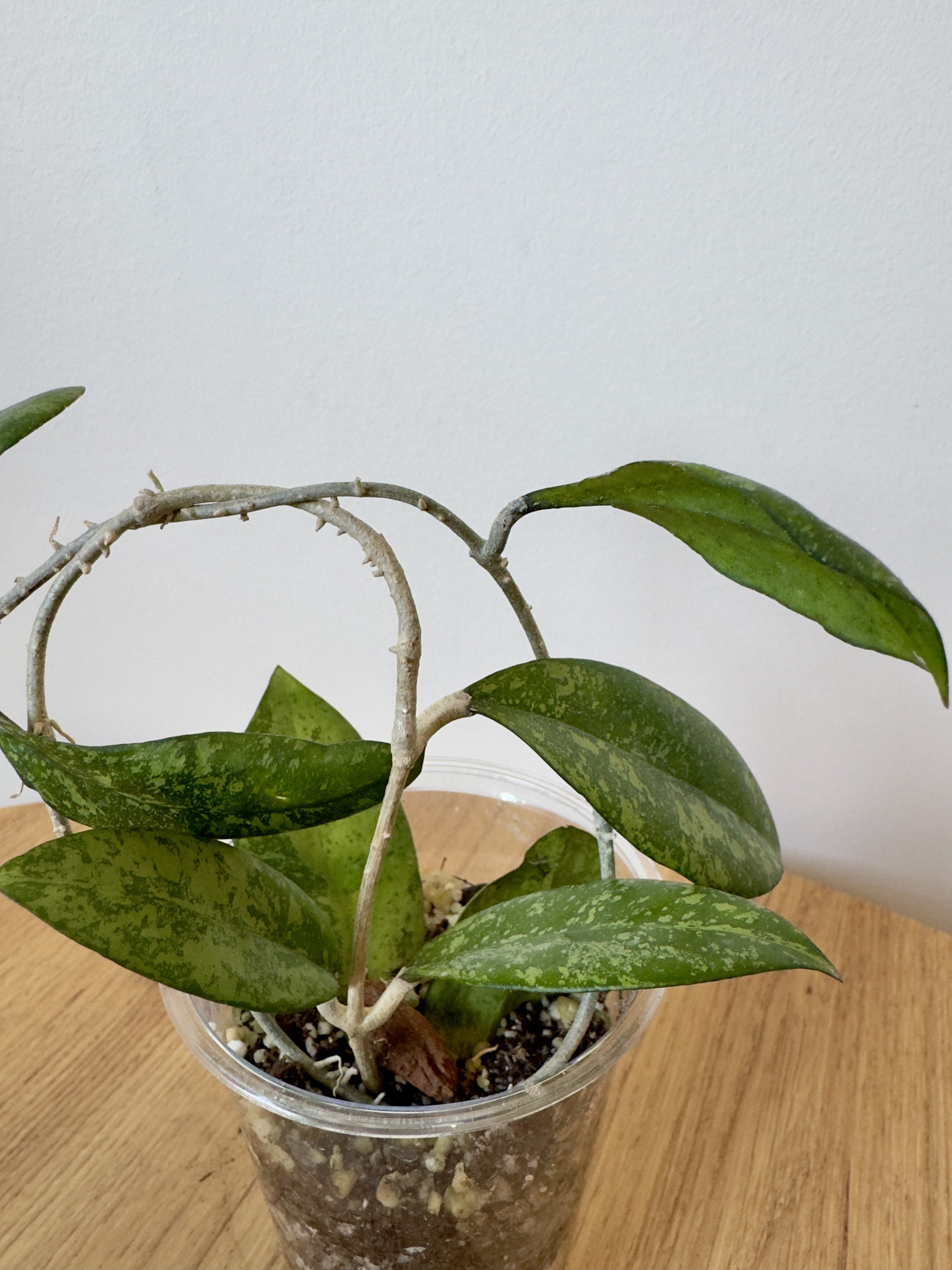Hoya Crassipetiolata x Michele Clone 2