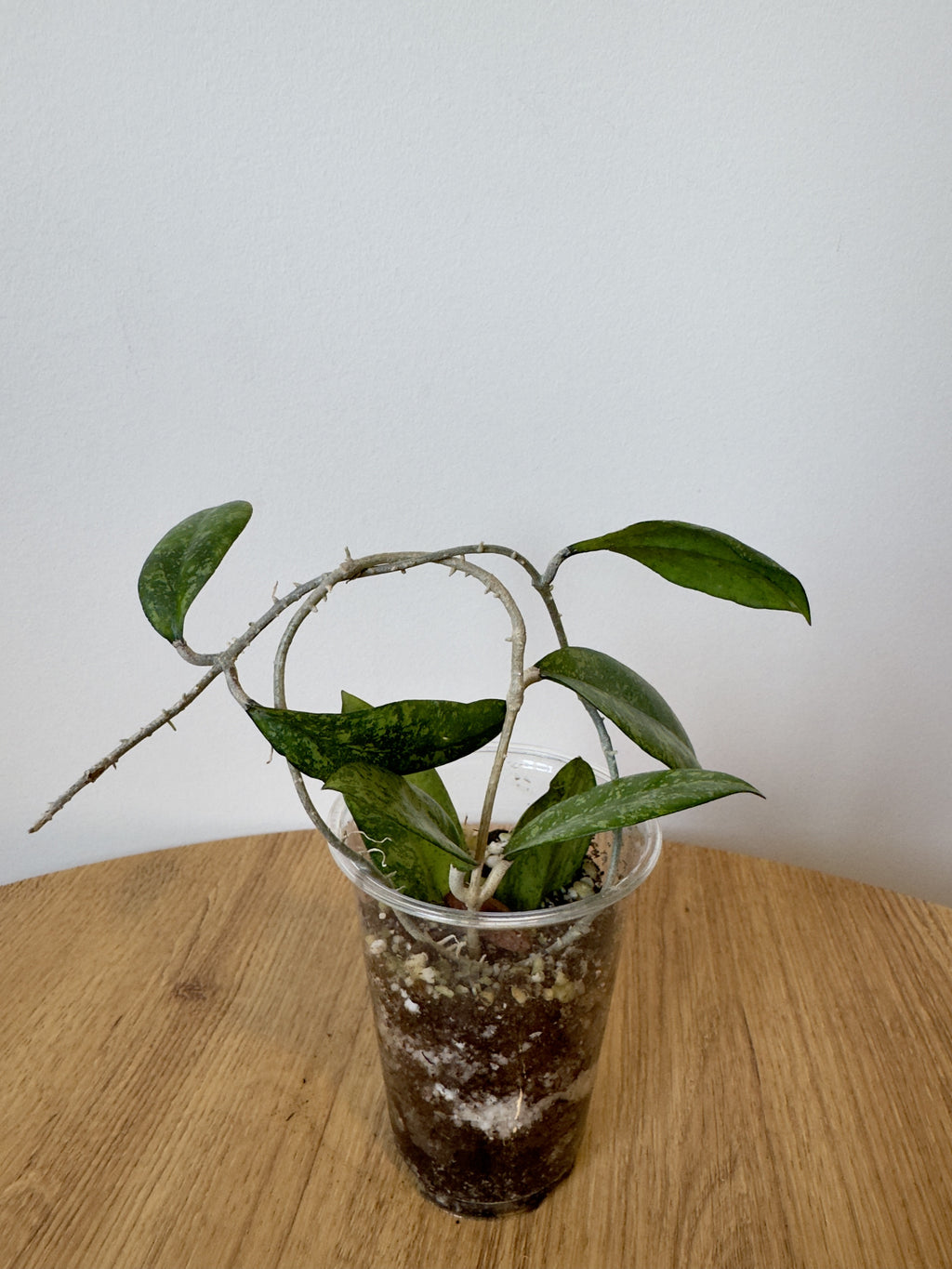 Hoya Crassipetiolata x Michele Clone 2