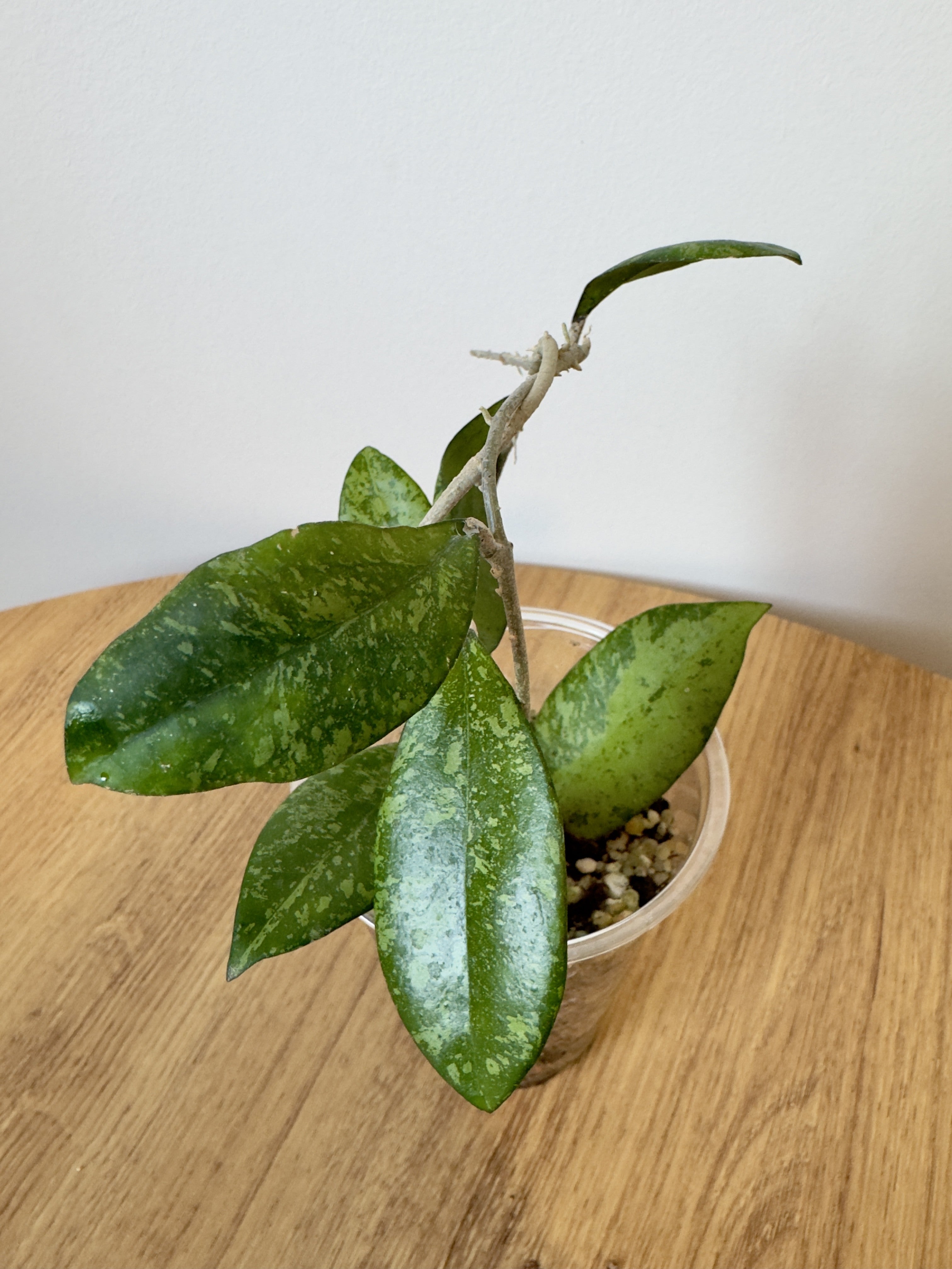 Hoya Crassipetiolata x Michele Clone 2