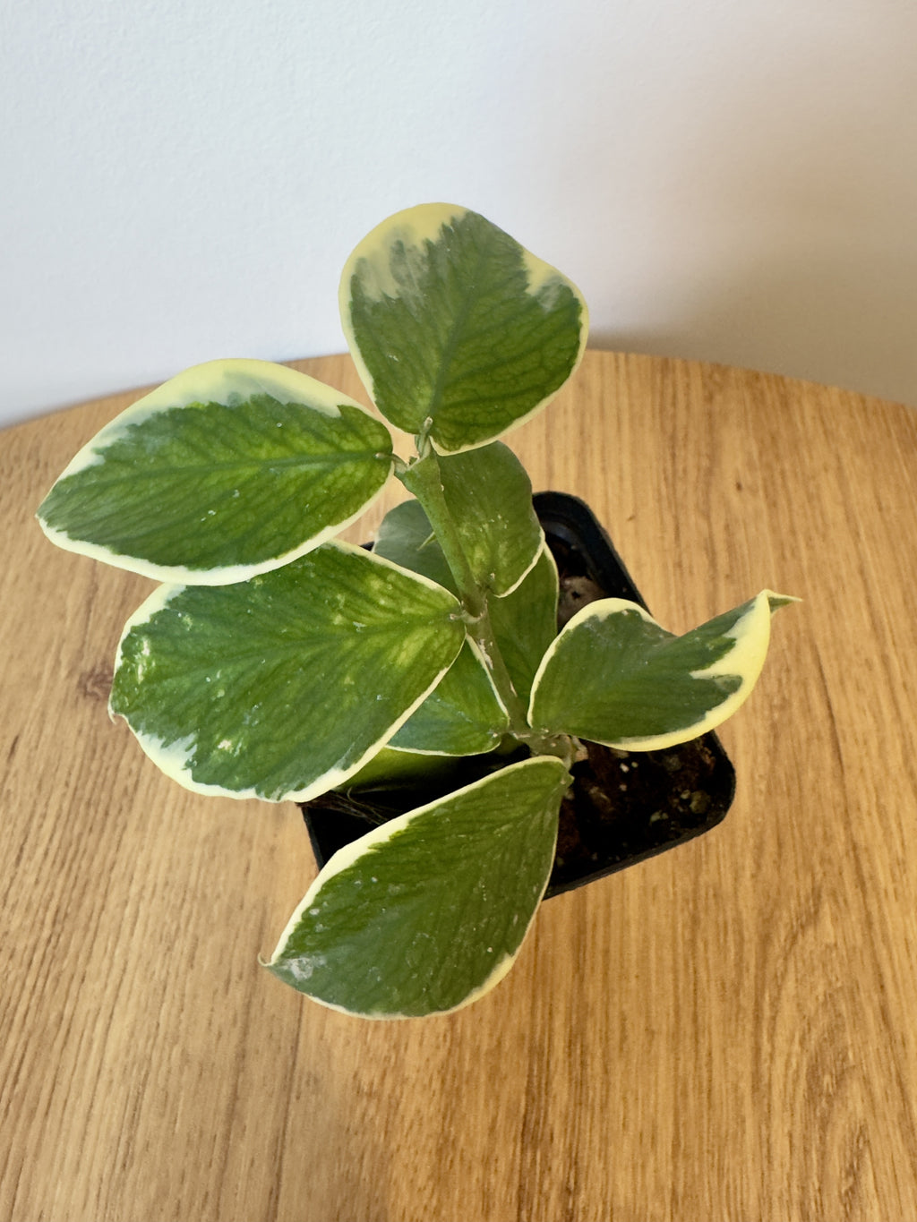 Hoya Polyneura Outer Variegated