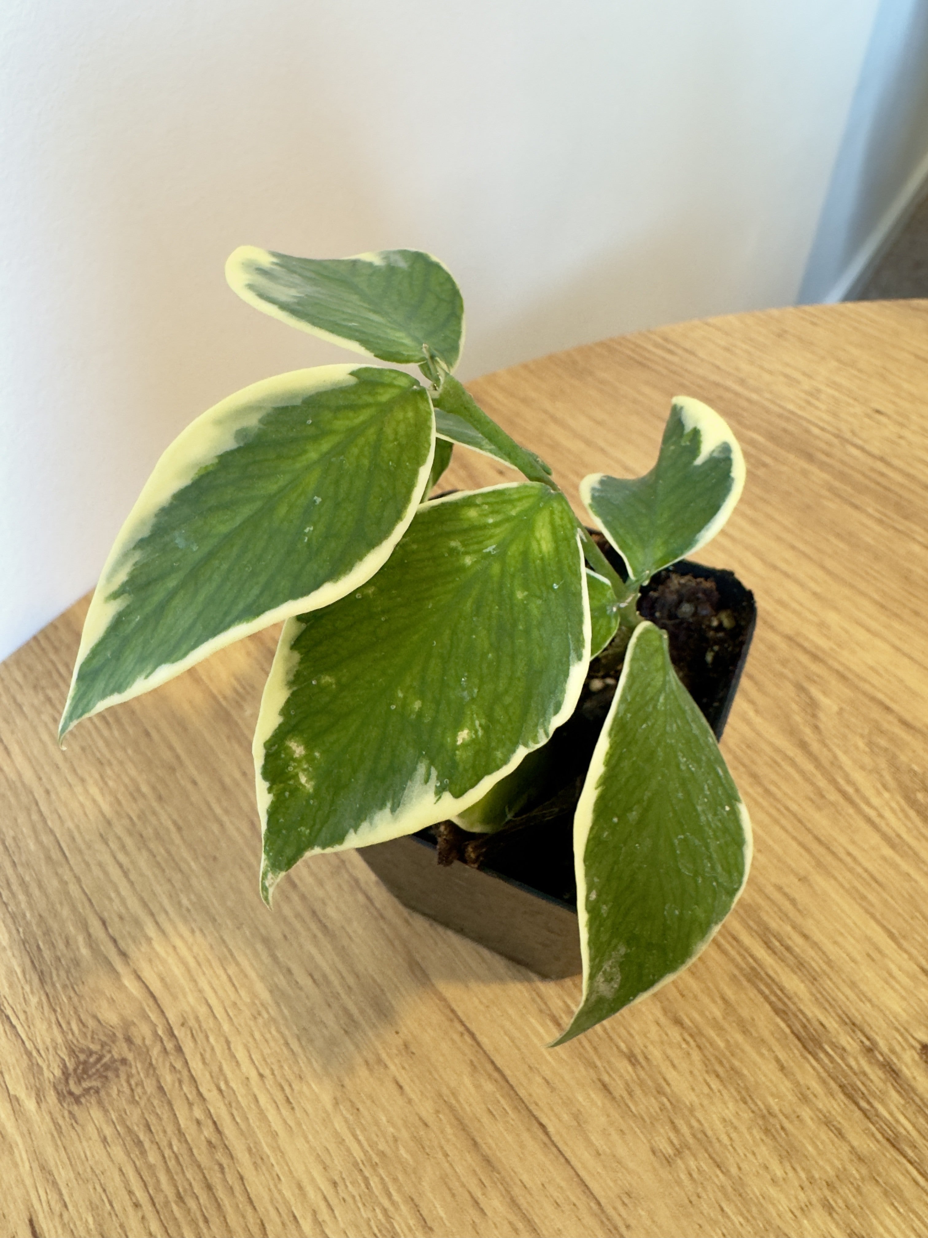 Hoya Polyneura Outer Variegated