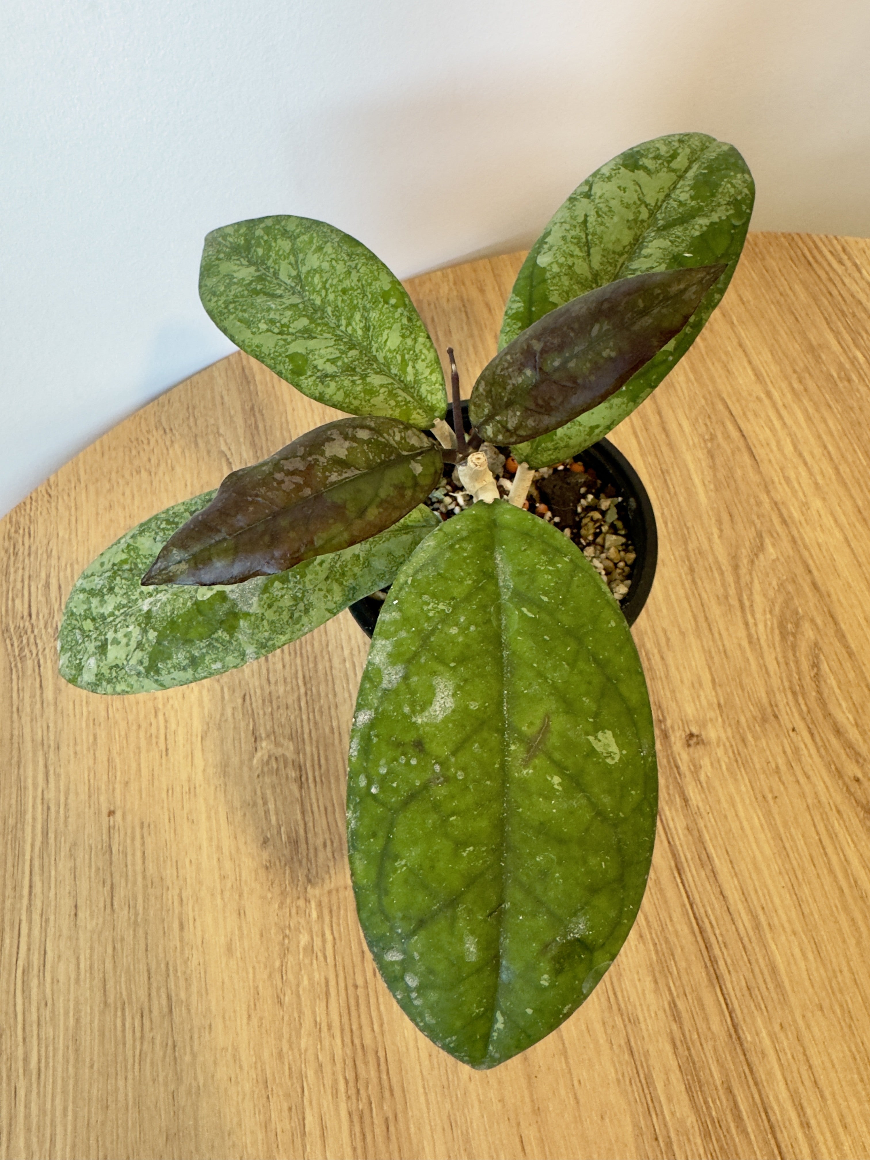 Hoya Blessing