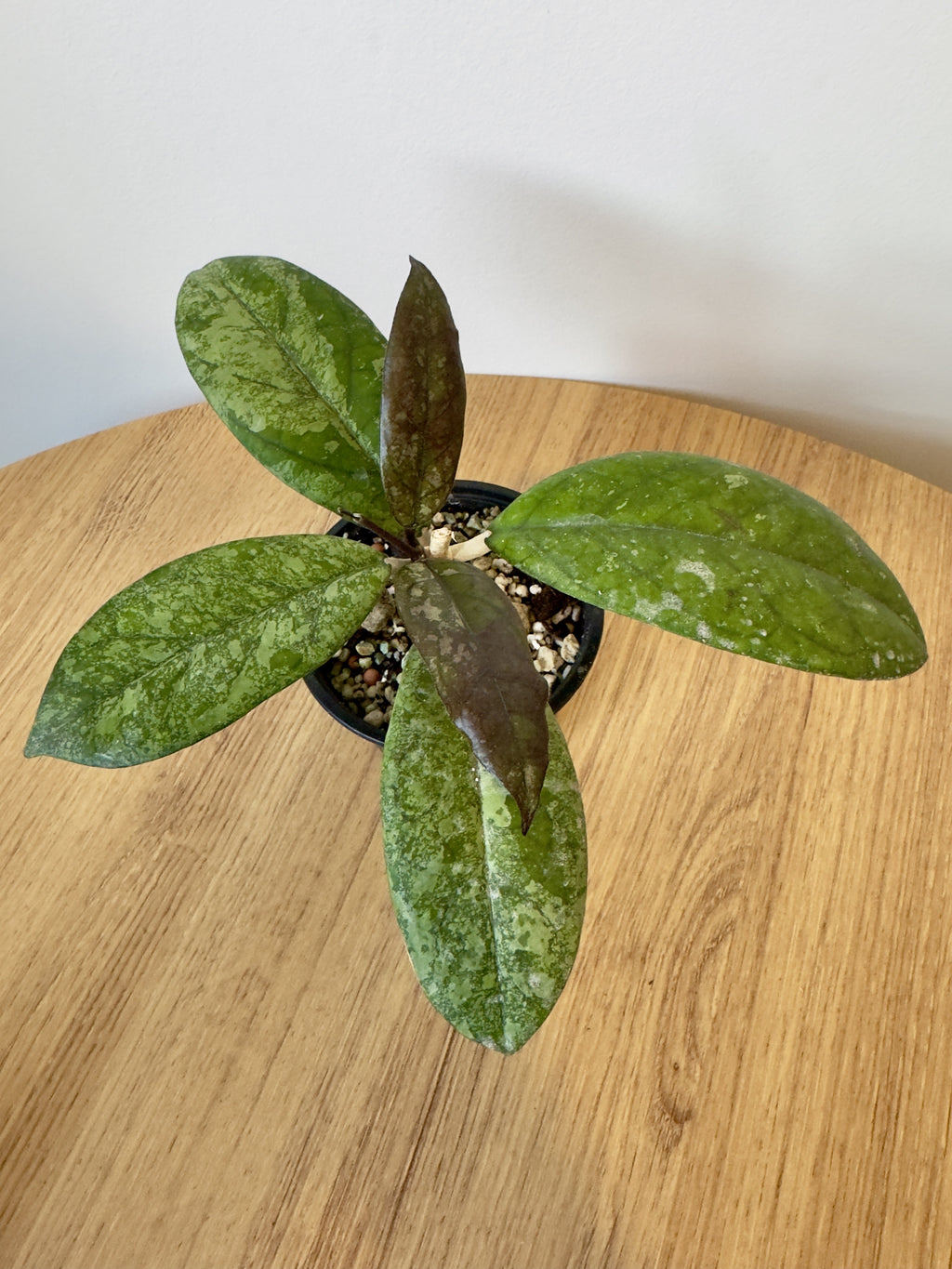 Hoya Blessing