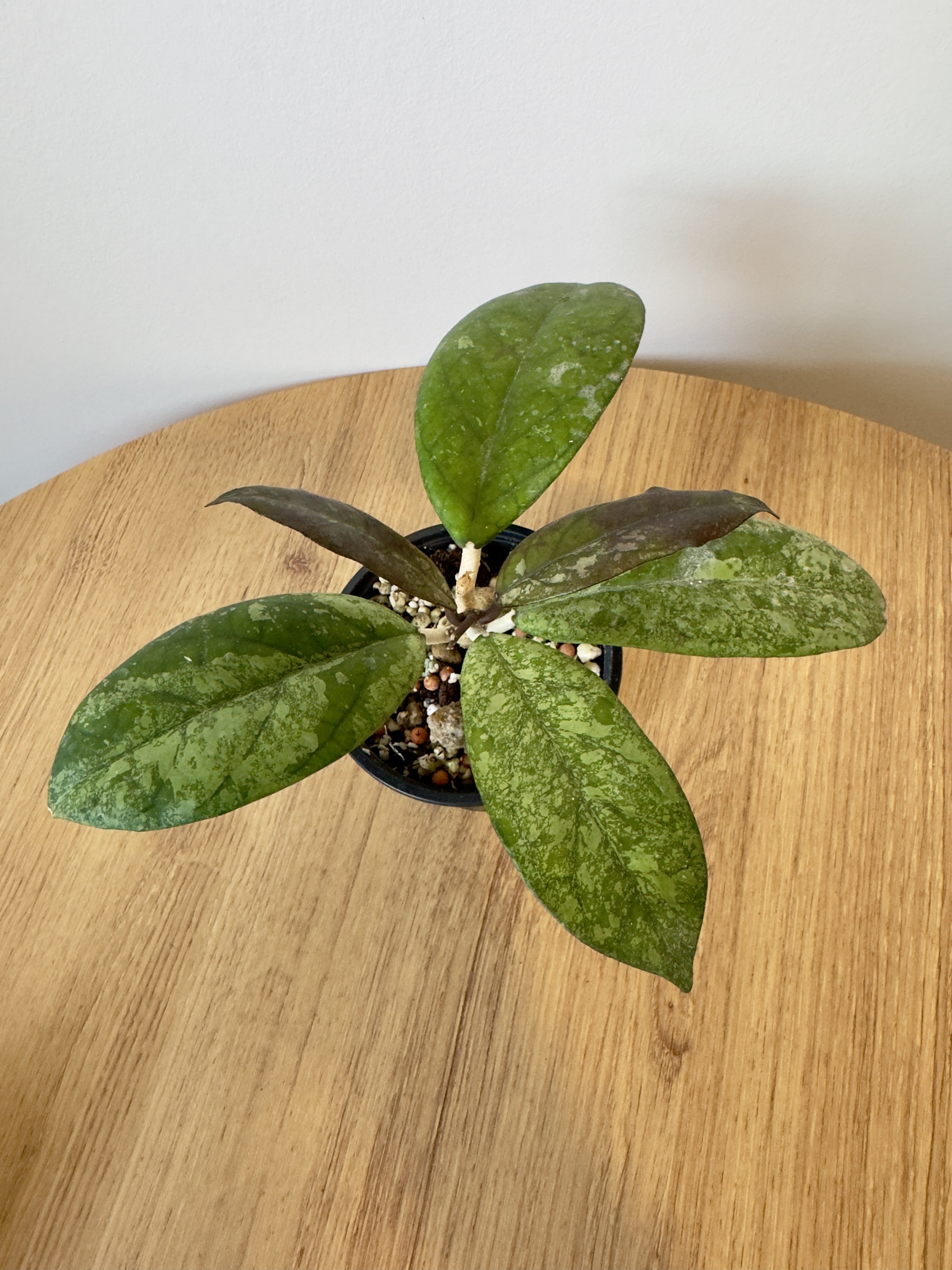 Hoya Blessing
