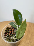 Hoya Silver Lady