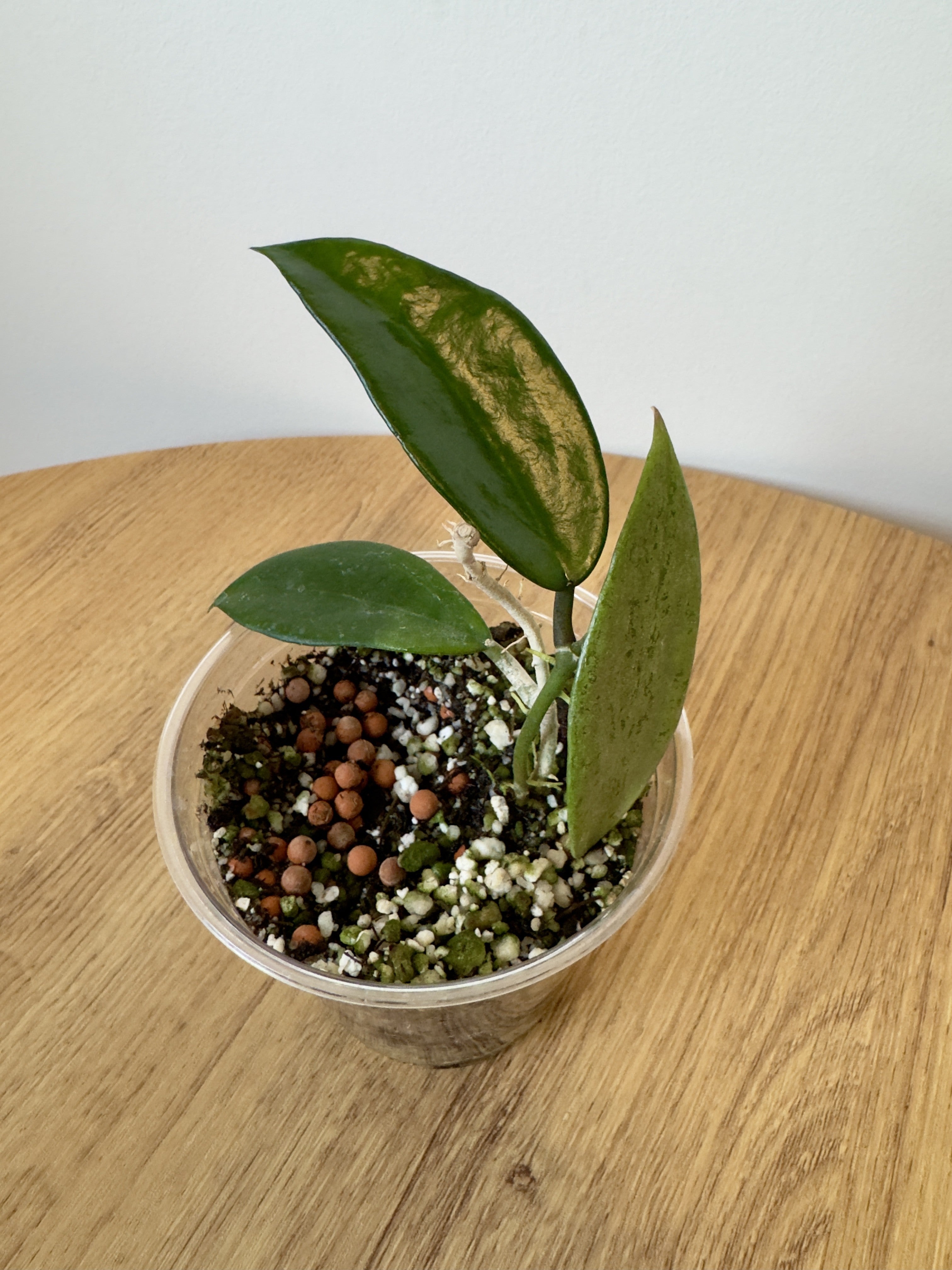 Hoya Silver Lady