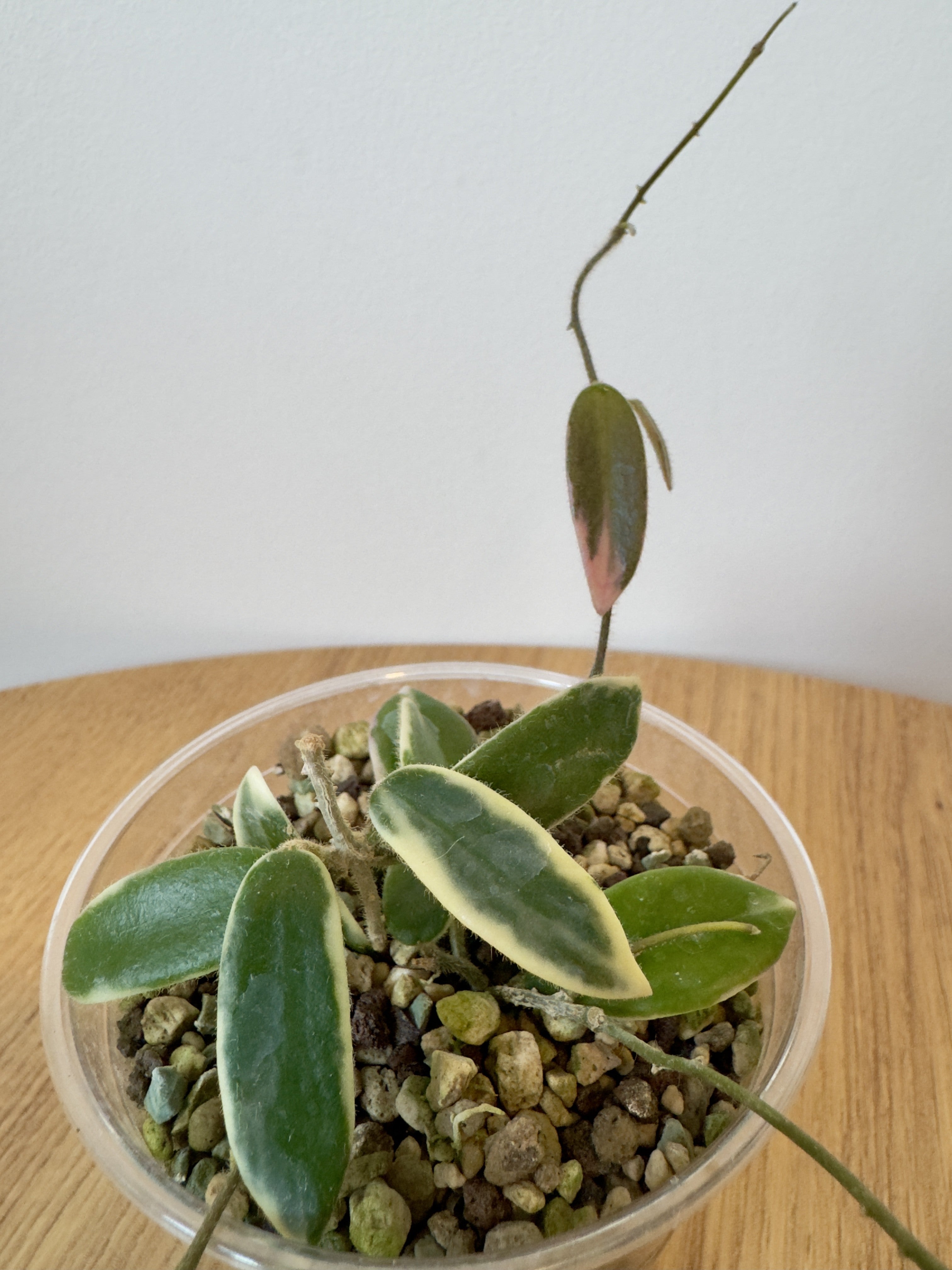Hoya Lyi Prism Pink