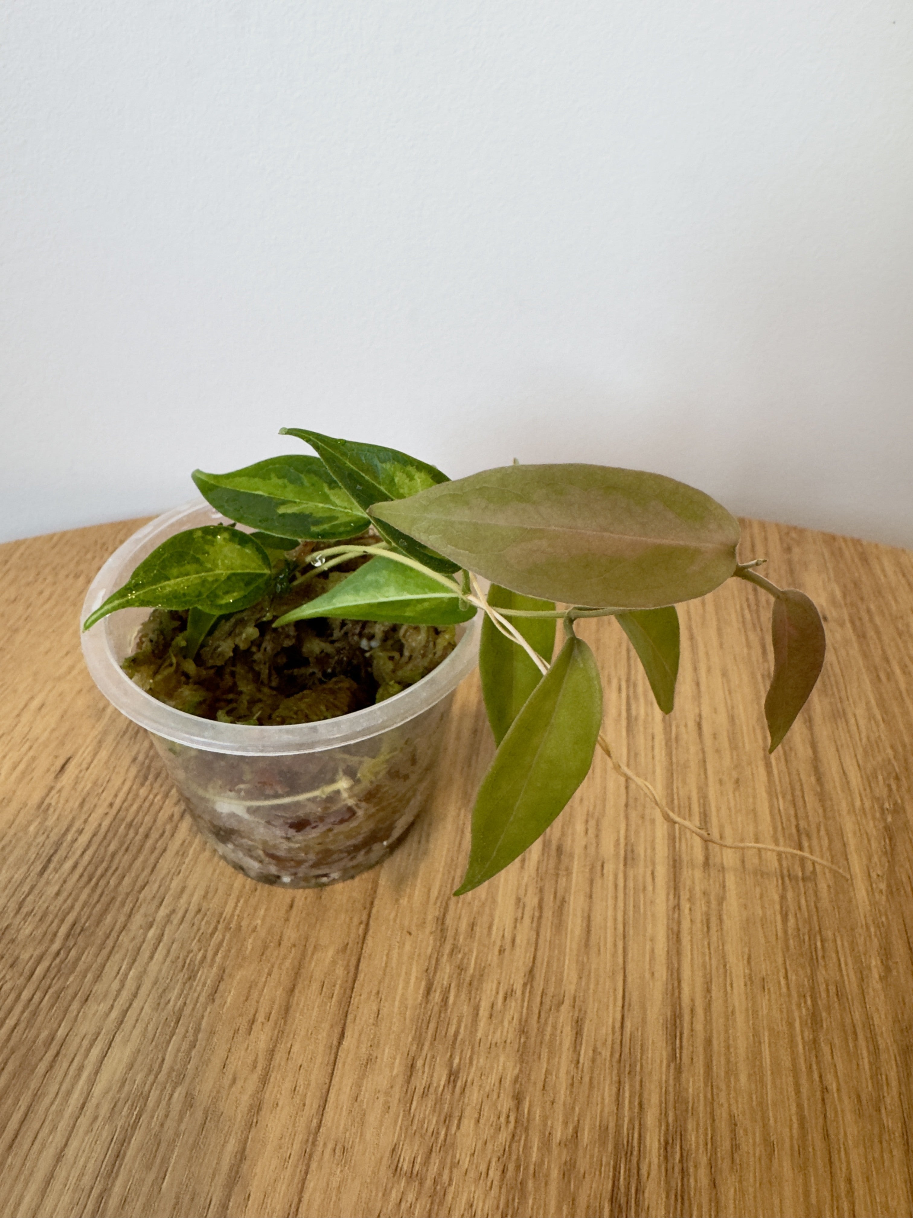 Hoya Dennisii Frida Variegated