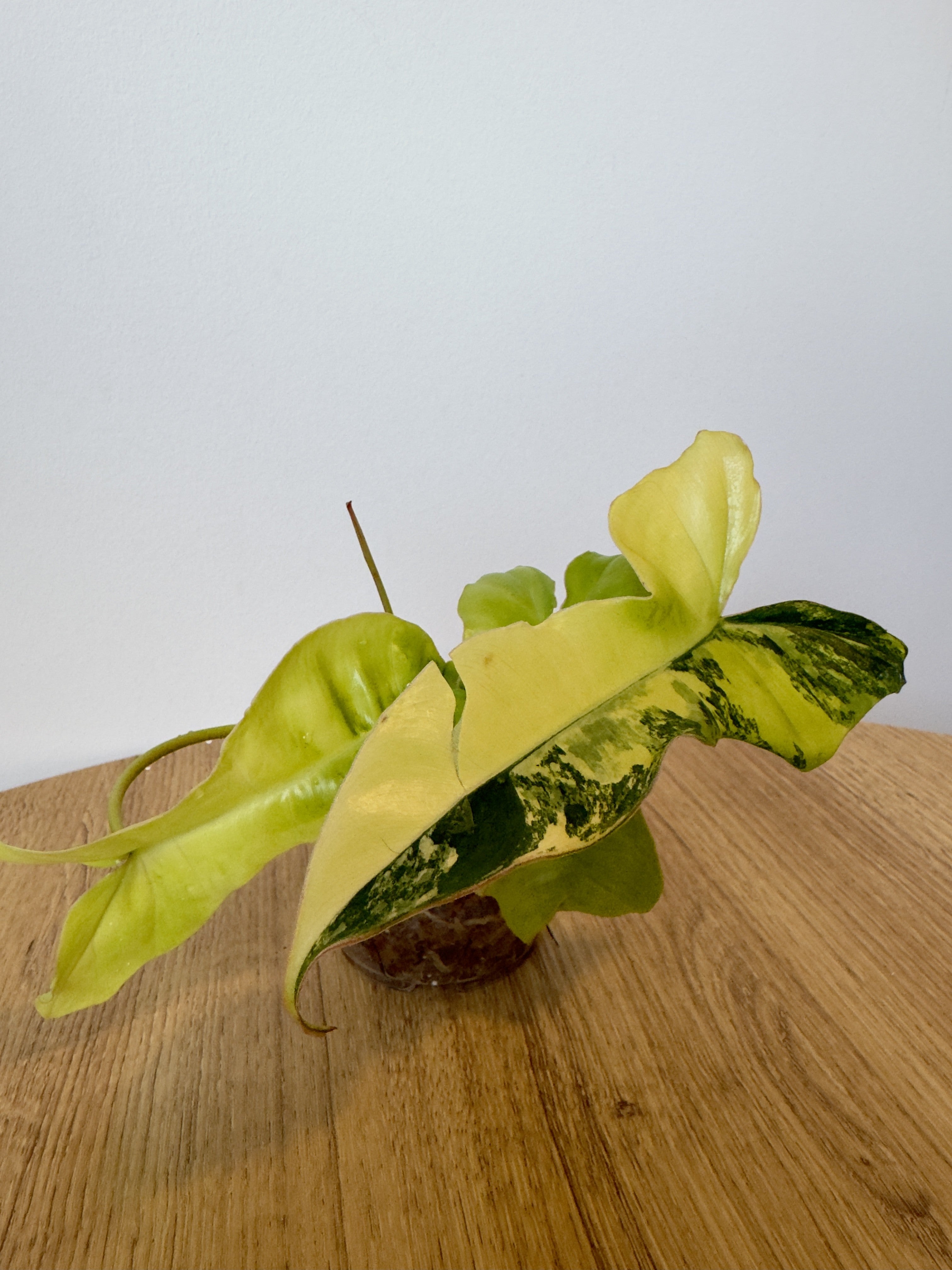 Philodendron 'Jennifer' Variegated (Billiteae Variegated x Florida Beauty)