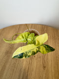 Philodendron 'Jennifer' Variegated (Billiteae Variegated x Florida Beauty)