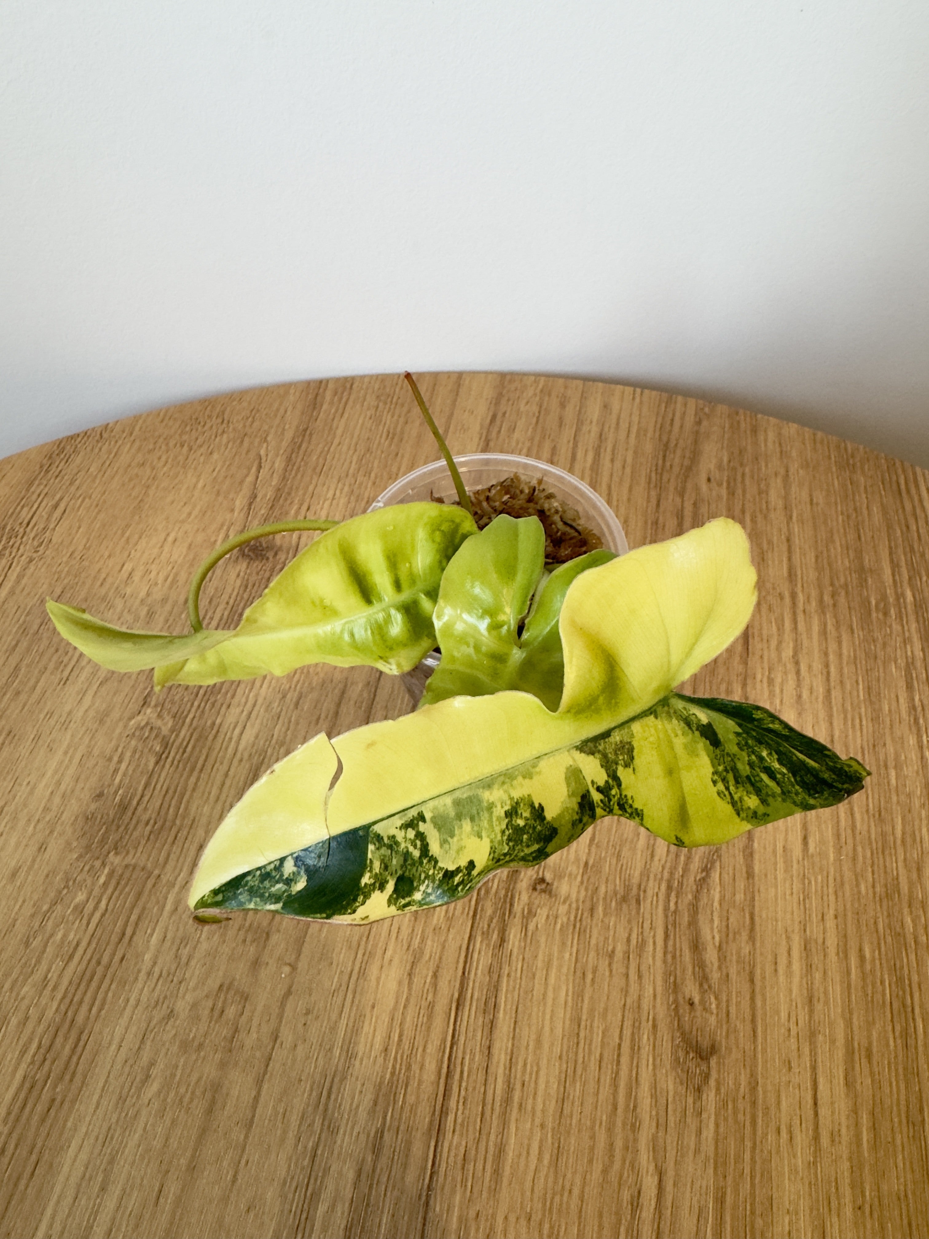 Philodendron 'Jennifer' Variegated (Billiteae Variegated x Florida Beauty)