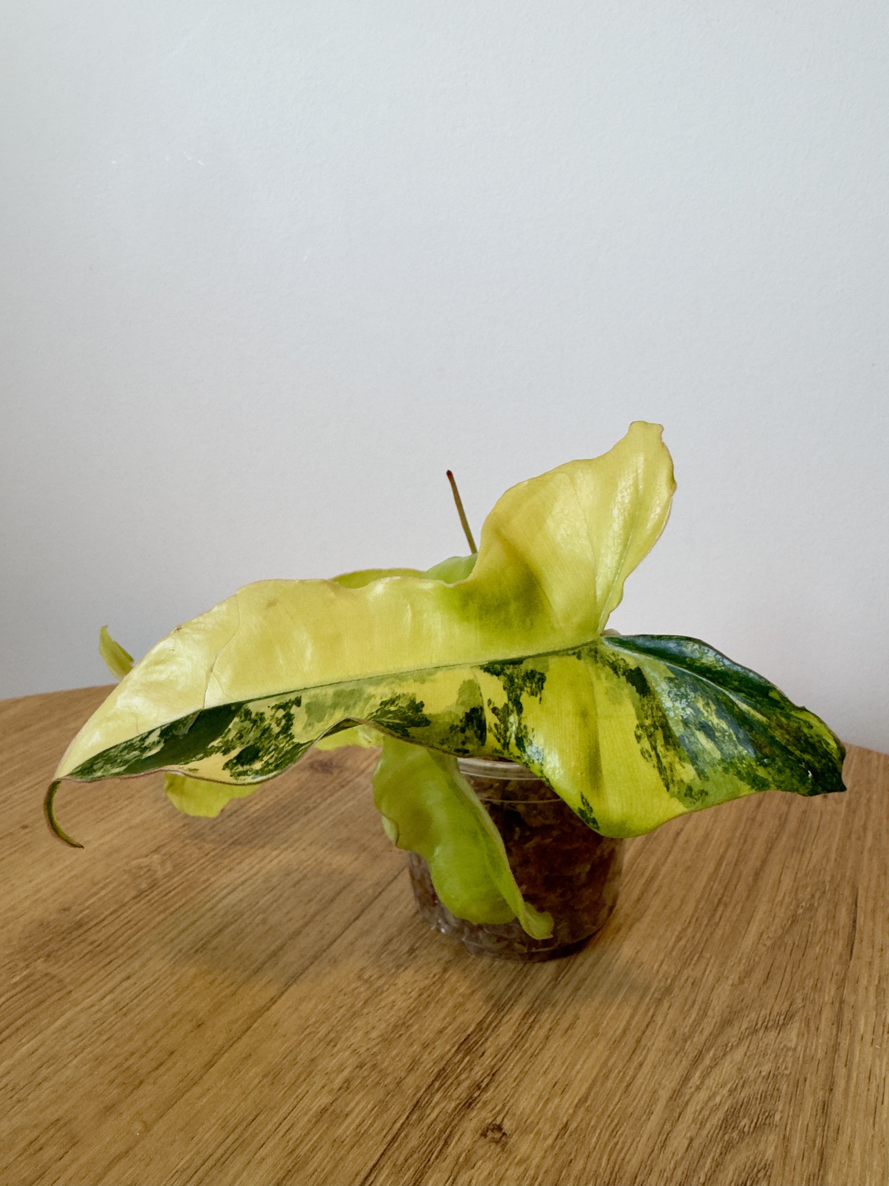 Philodendron 'Jennifer' Variegated (Billiteae Variegated x Florida Beauty)