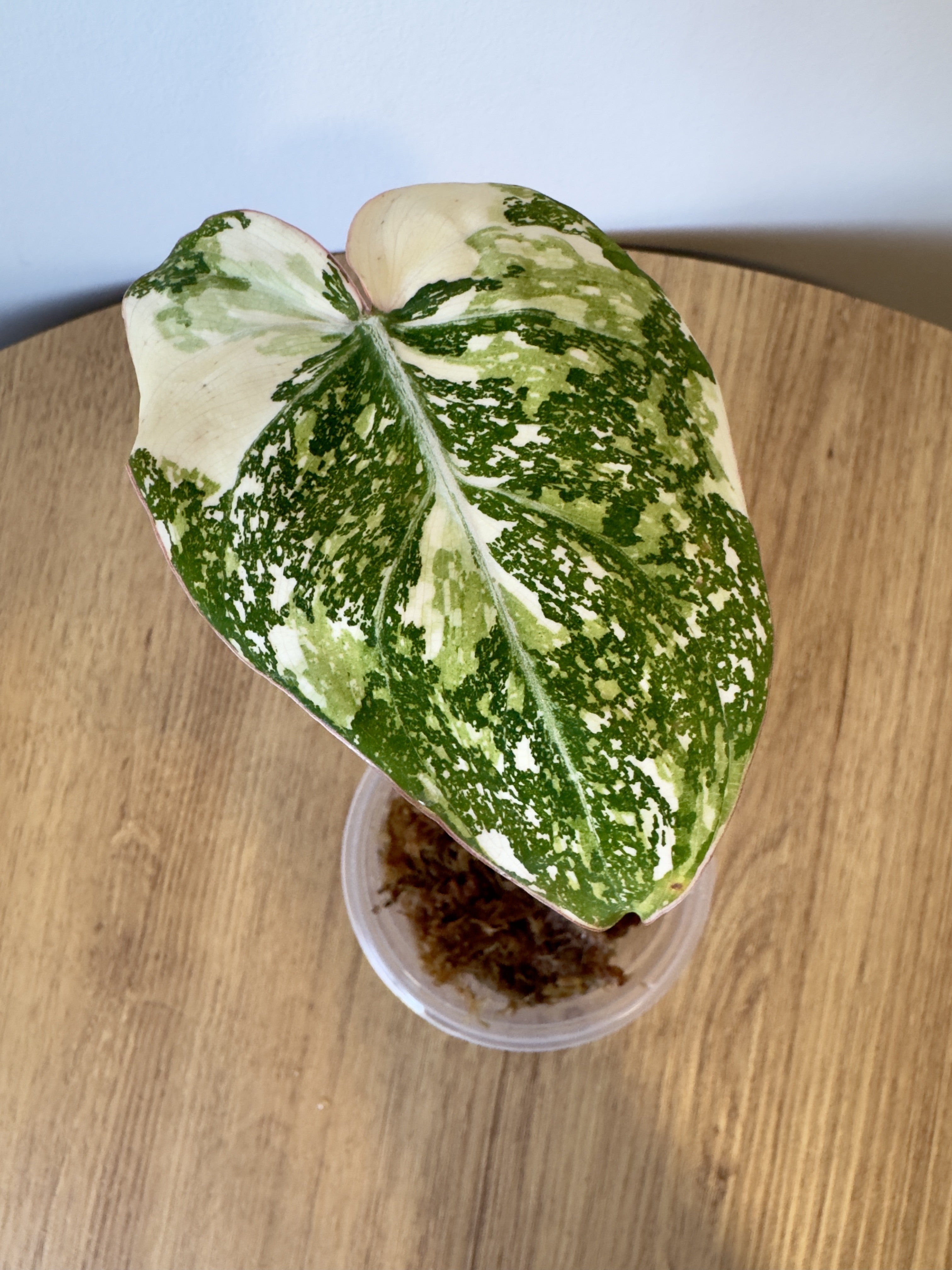 Philodendron Gloriosum Variegated