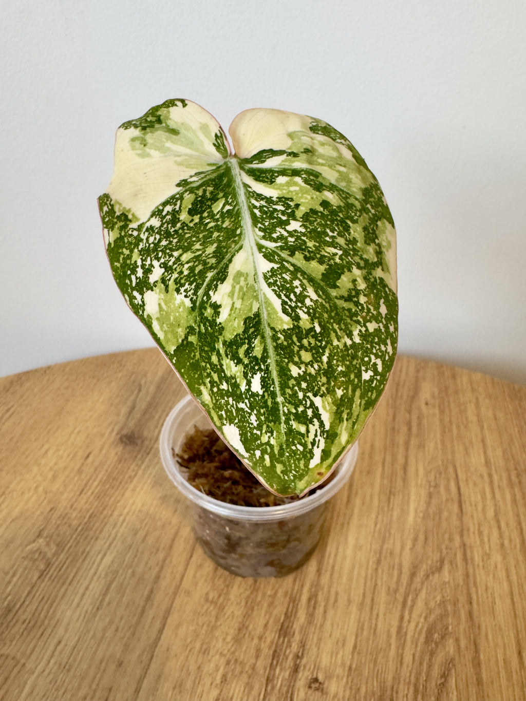 Philodendron Gloriosum Variegated