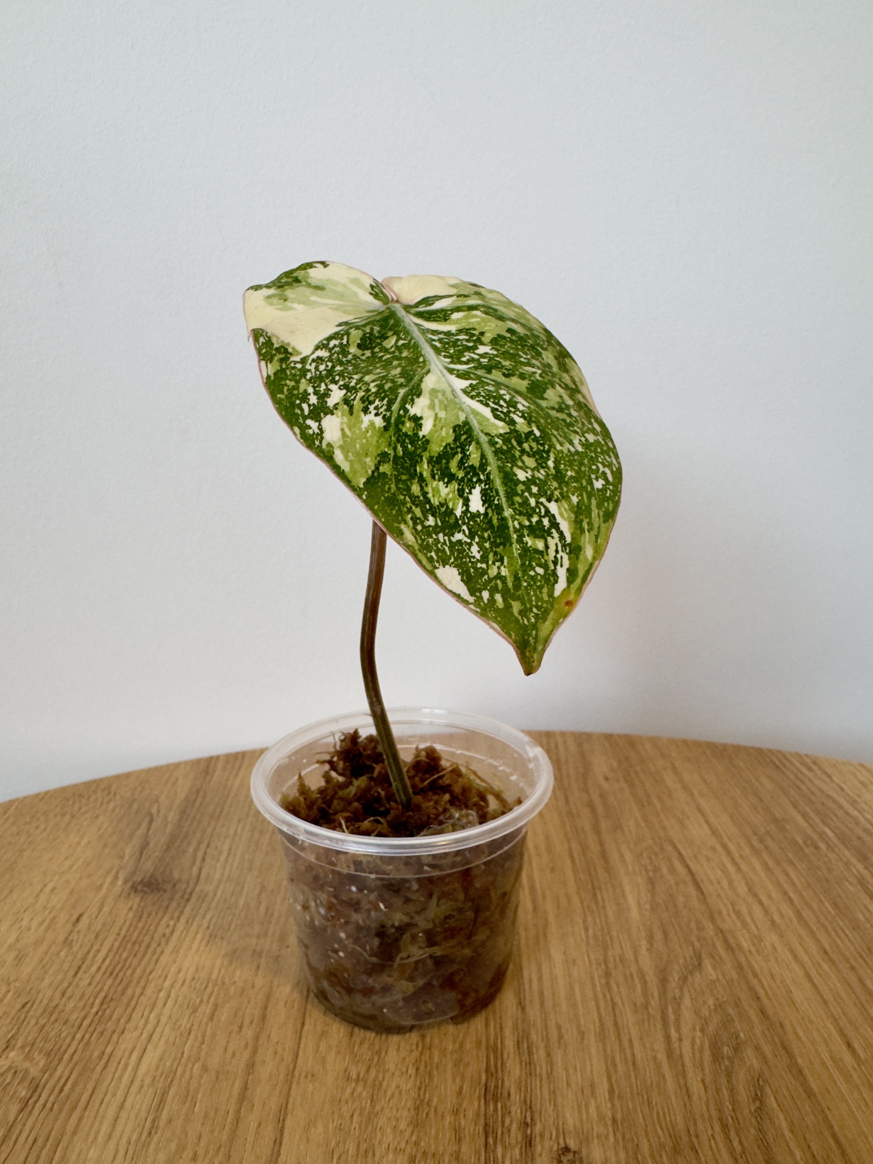 Philodendron Gloriosum Variegated