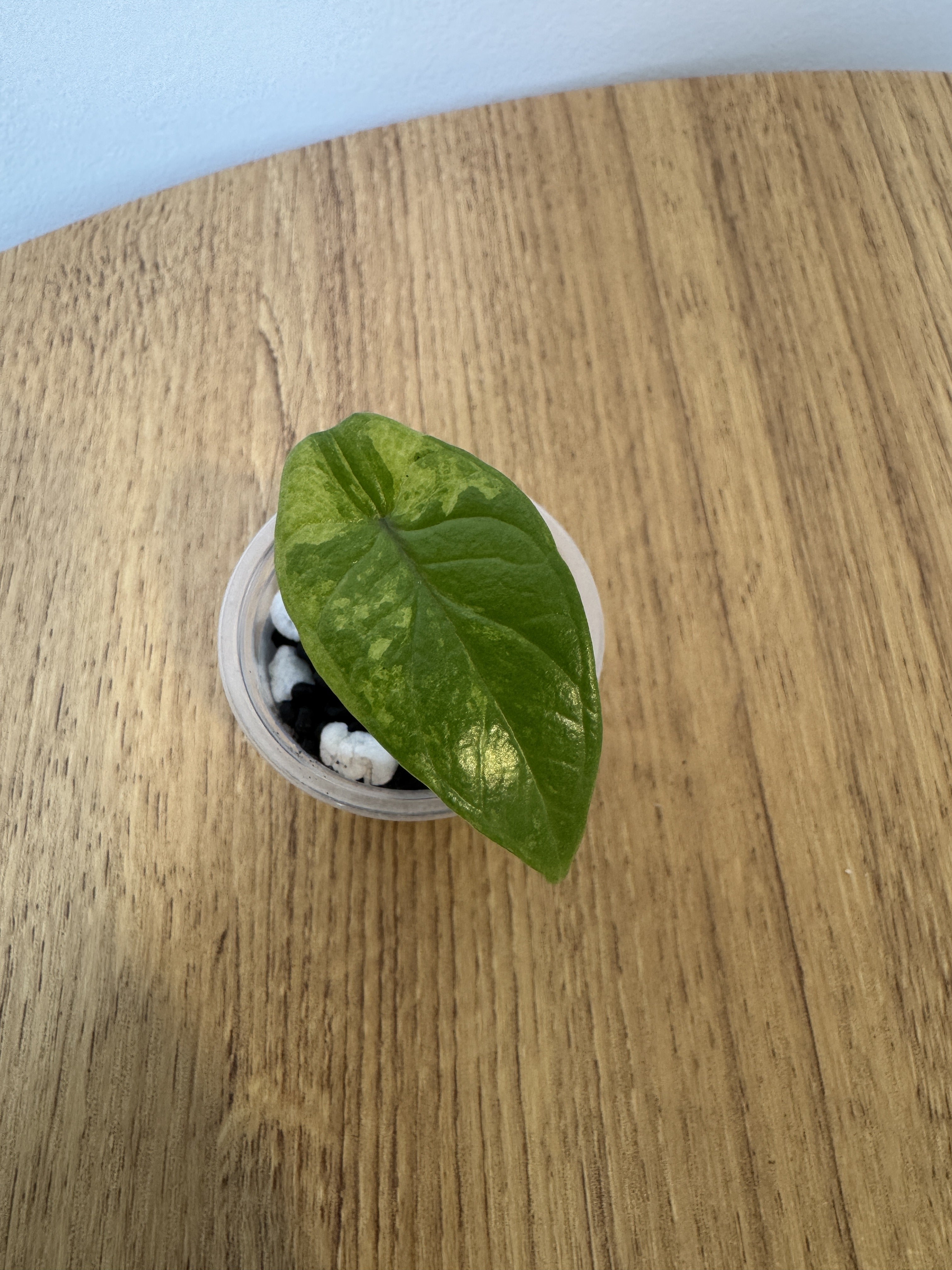Alocasia Scalprum Mint