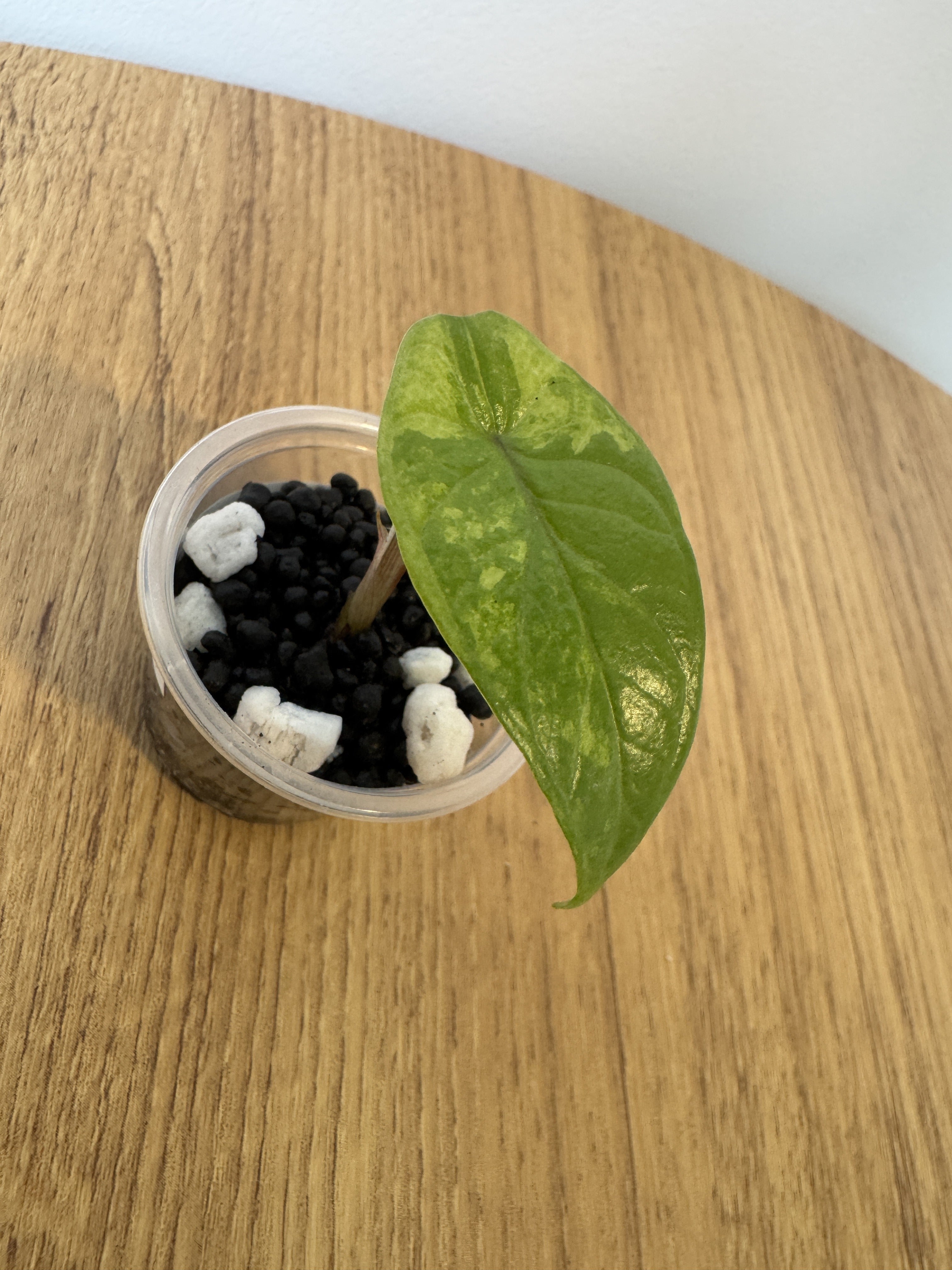Alocasia Scalprum Mint