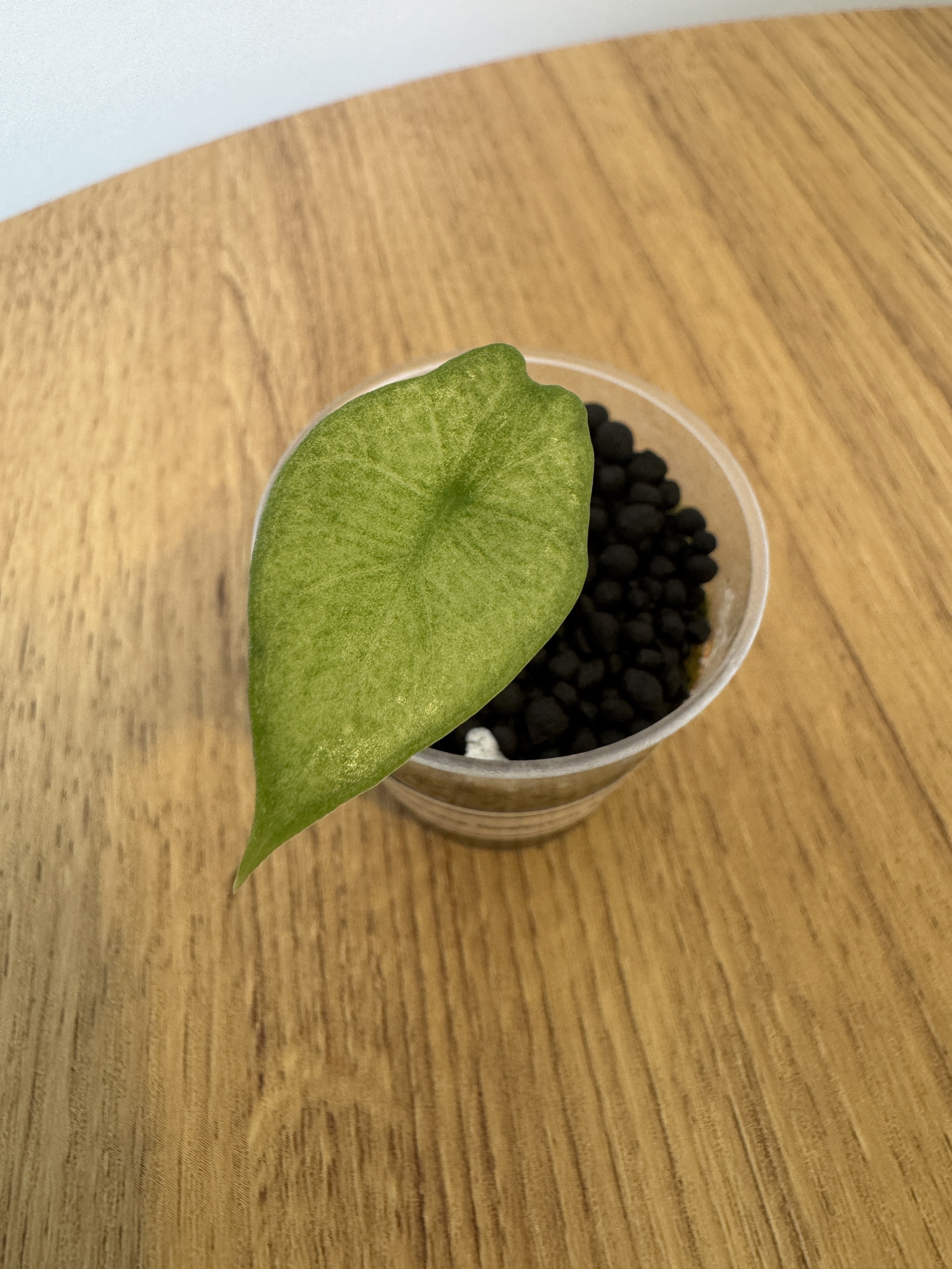 Alocasia Scalprum Mint
