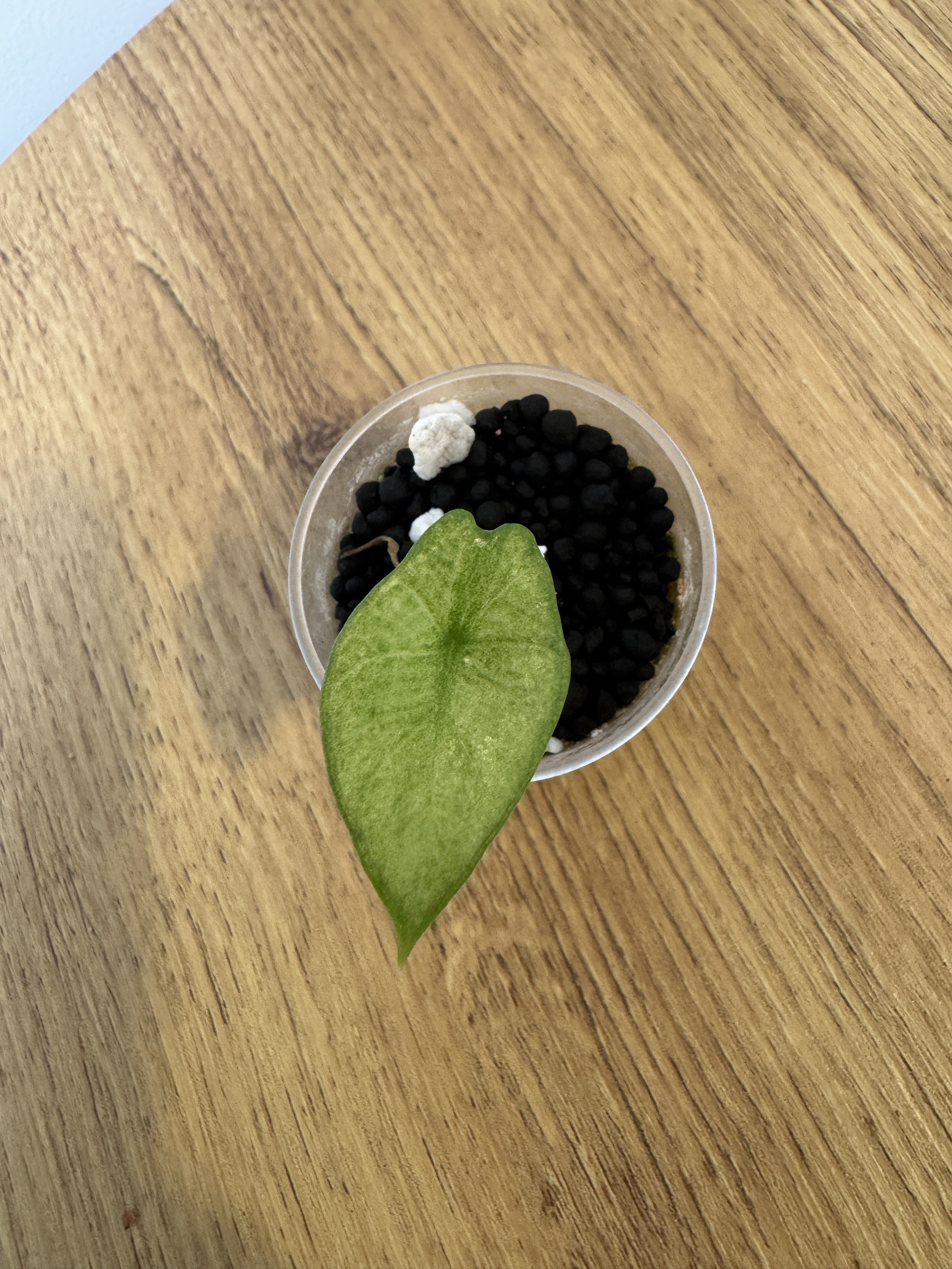 Alocasia Scalprum Mint