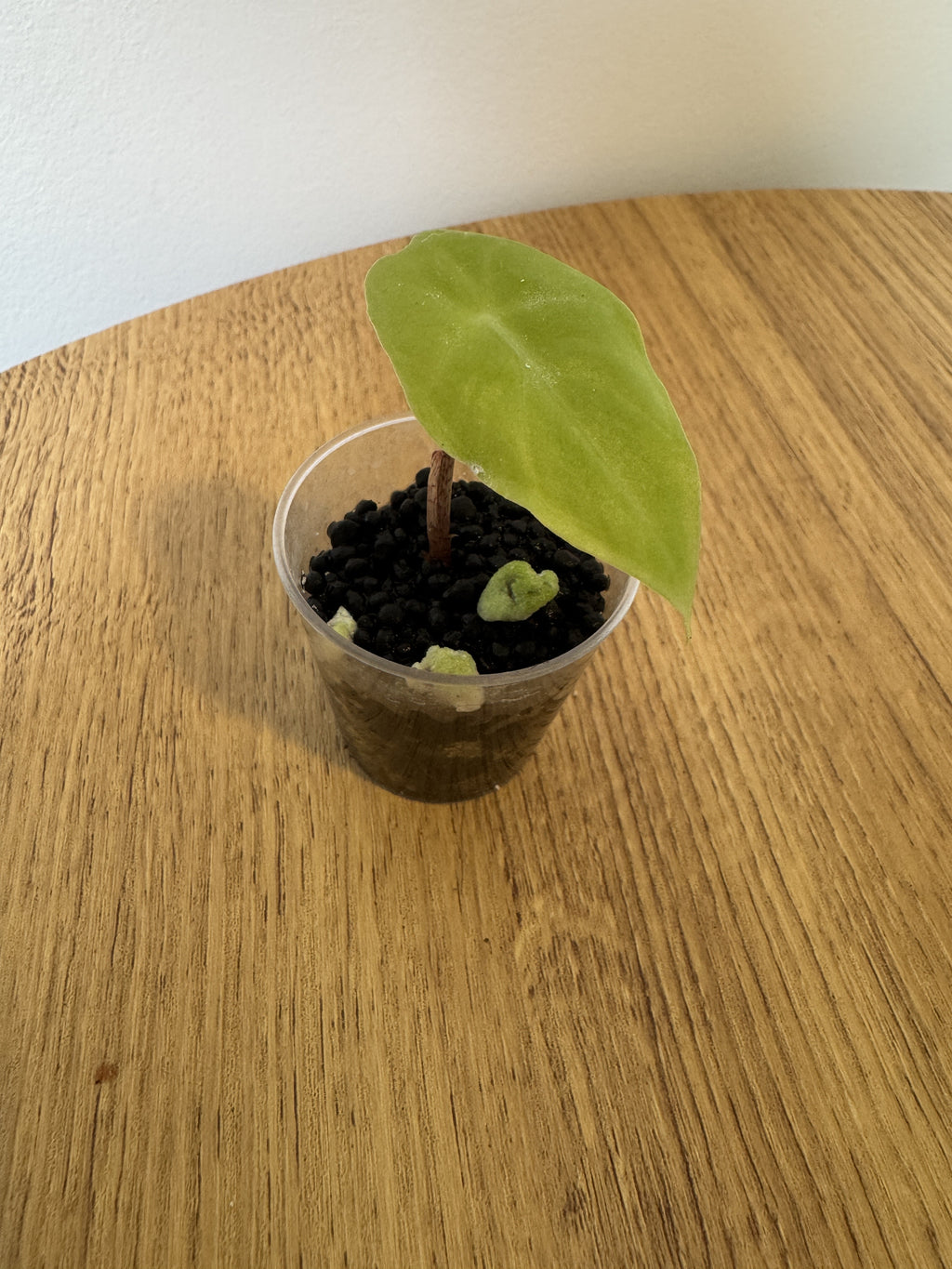 Alocasia Longiloba Purple