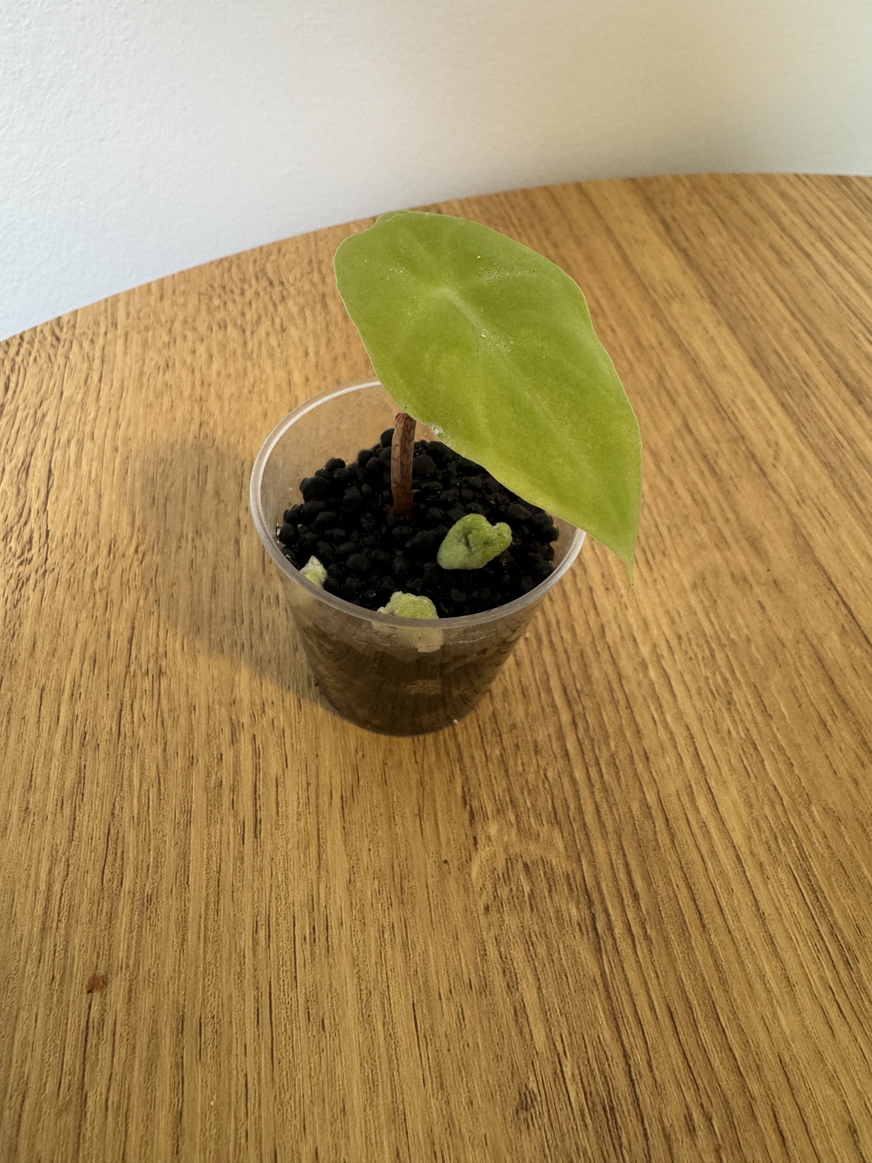 Alocasia Longiloba Purple