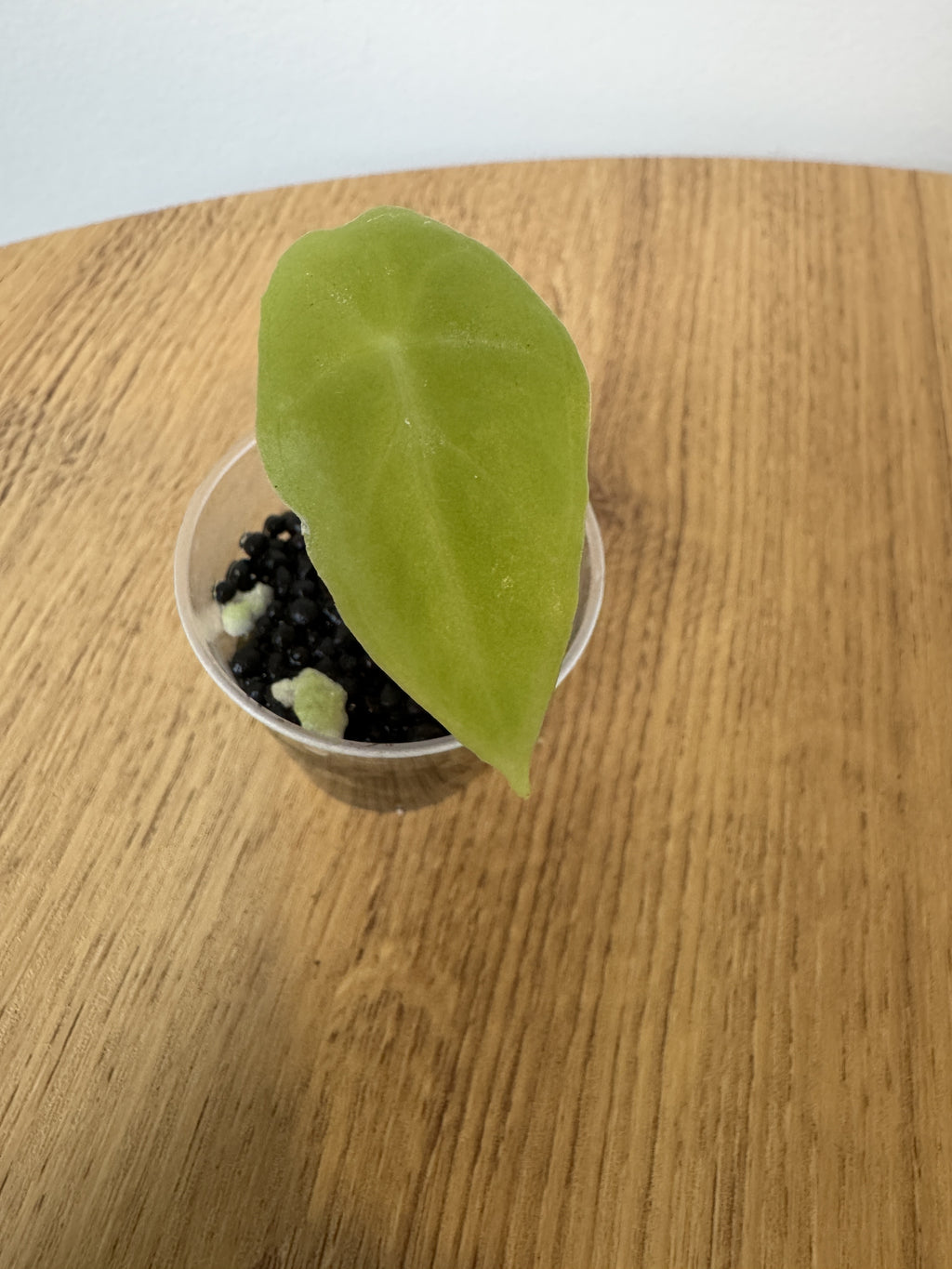Alocasia Longiloba Purple