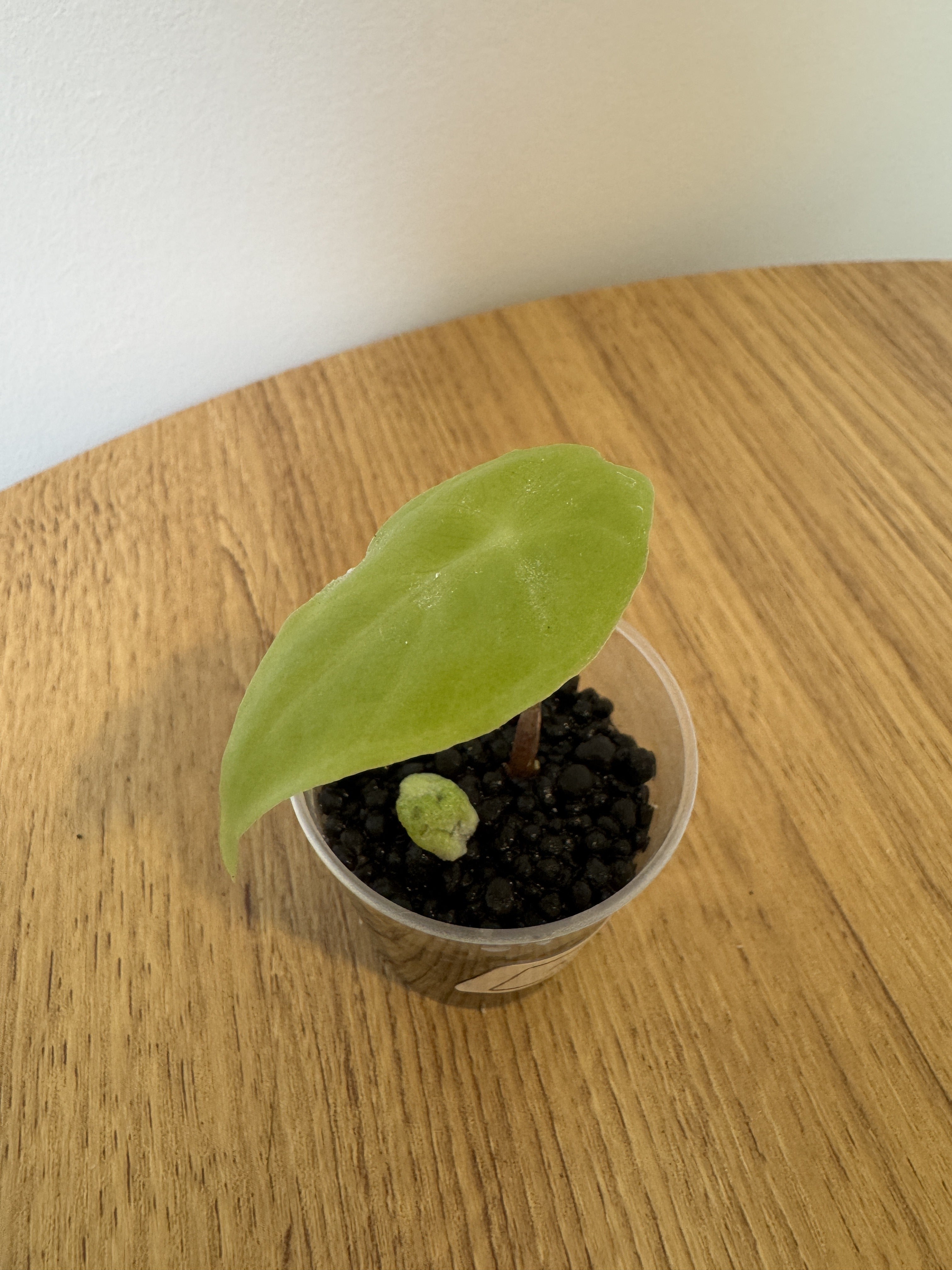 Alocasia Longiloba Purple