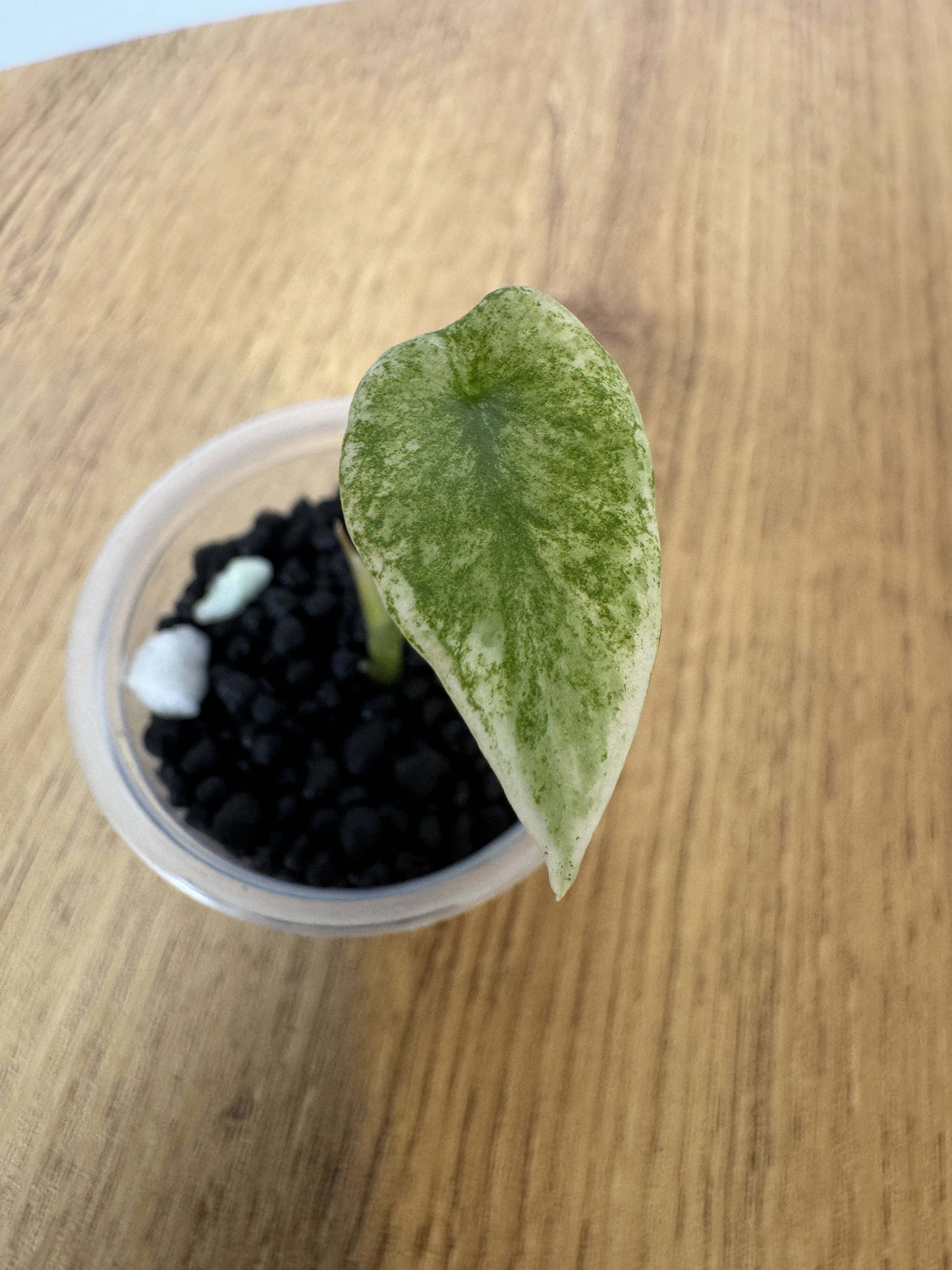 Alocasia Scalprum Mint