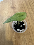 Alocasia Scalprum Mint