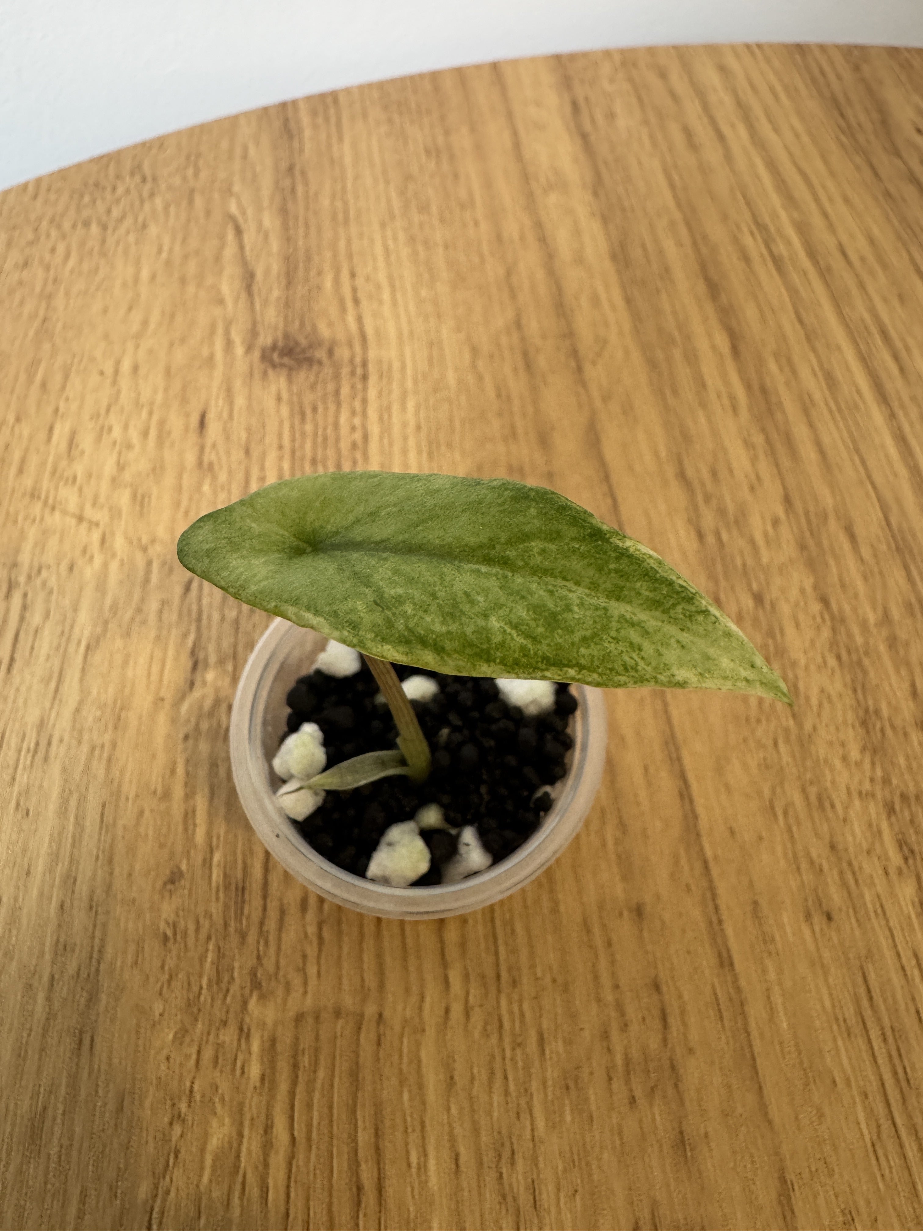 Alocasia Scalprum Mint