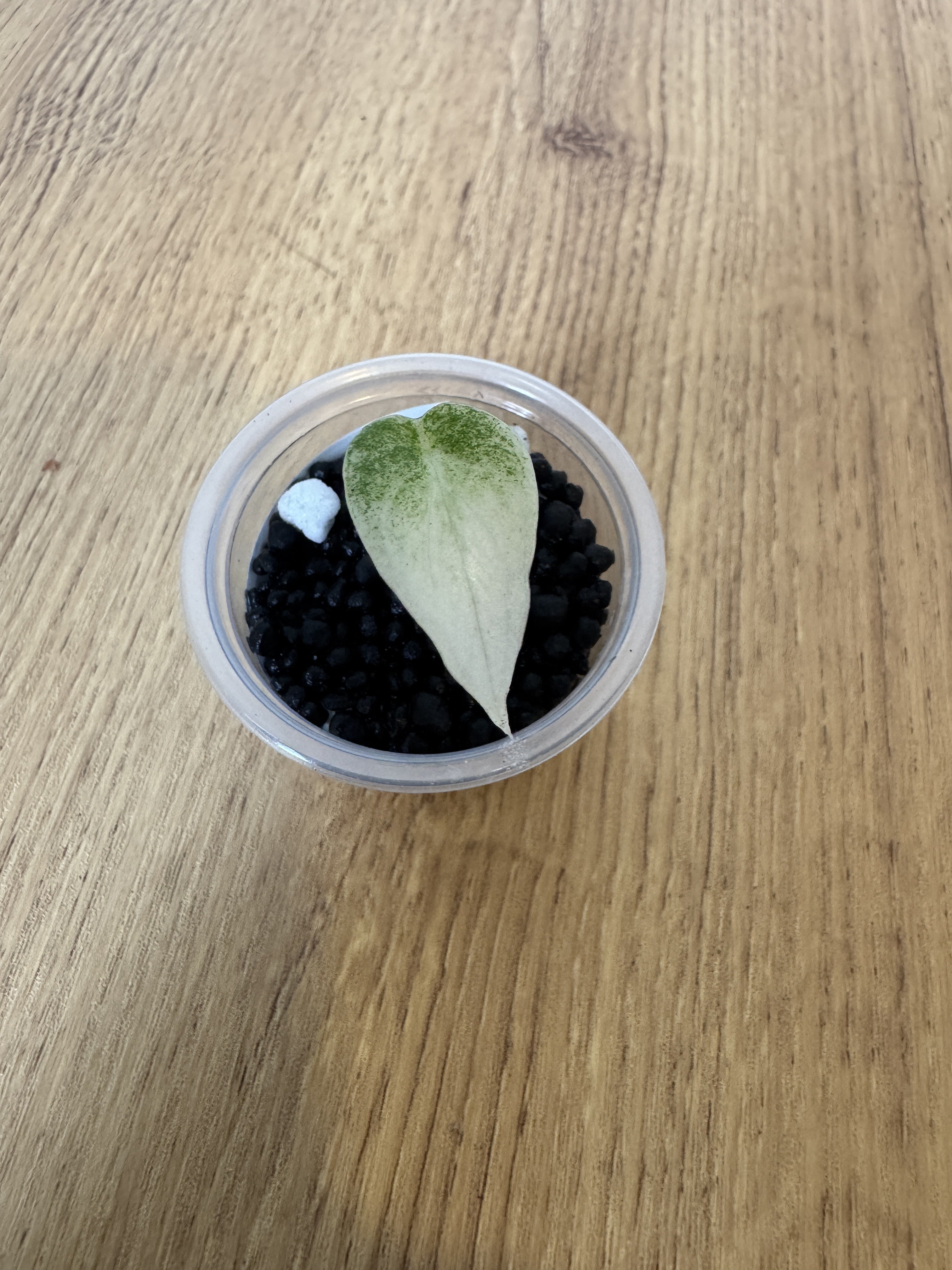 Alocasia Scalprum Mint