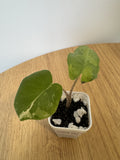 Alocasia Flemingiana Albo