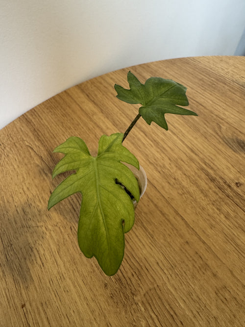 Alocasia Brancifolia Albo