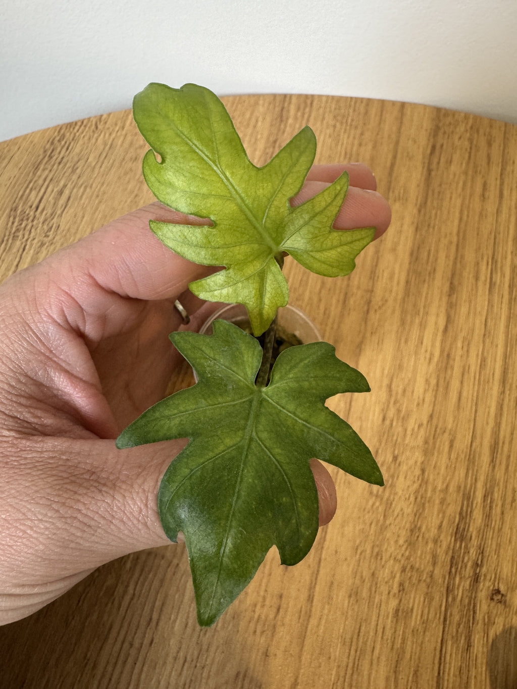 Alocasia Brancifolia Albo