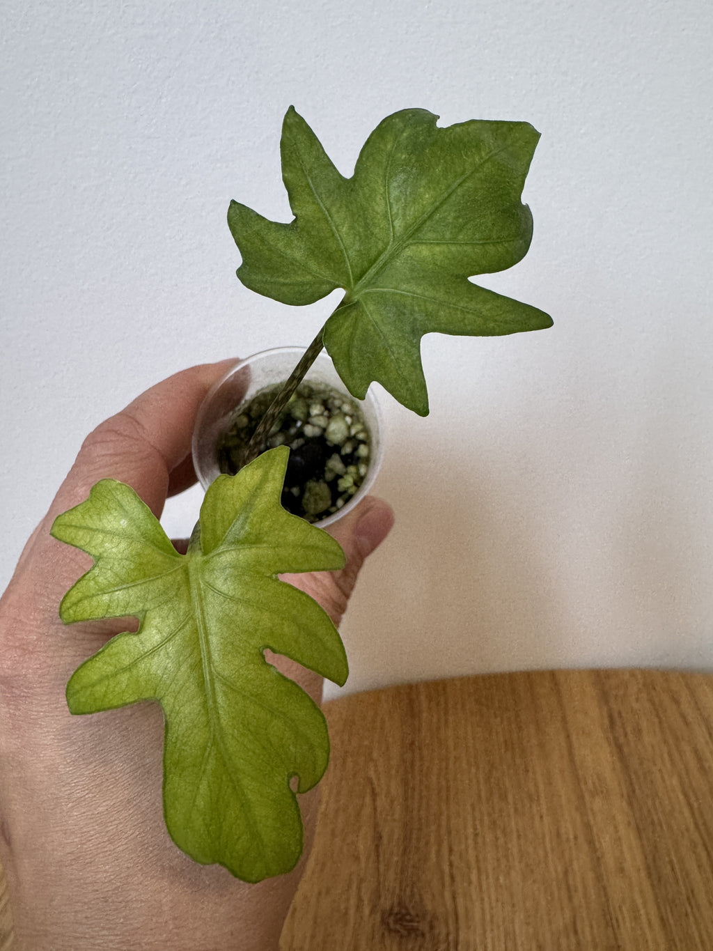 Alocasia Brancifolia Albo