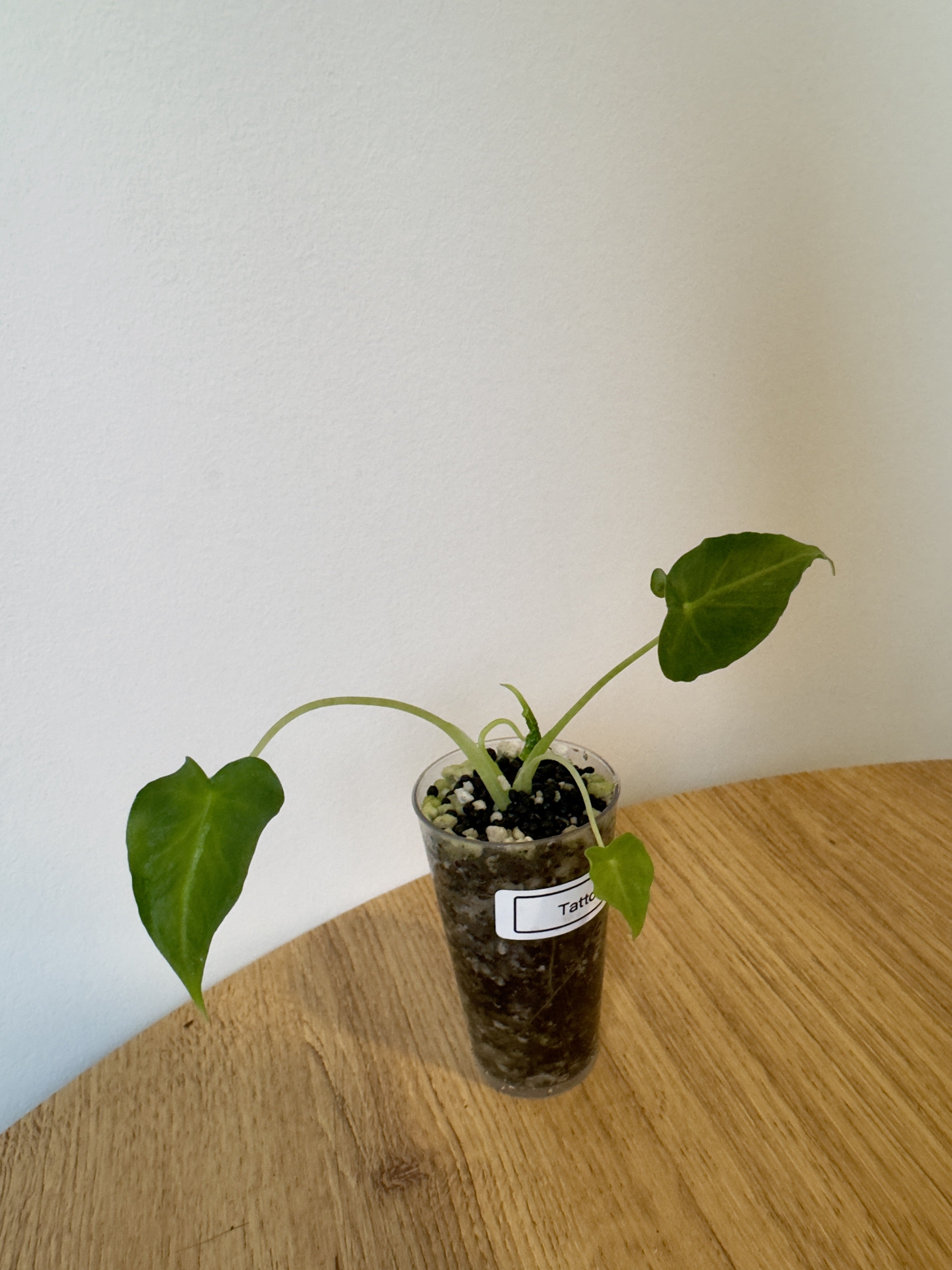 Alocasia Frydek Tattoo/Emerald Tide