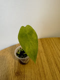 Alocasia Pink Dragon Aurea