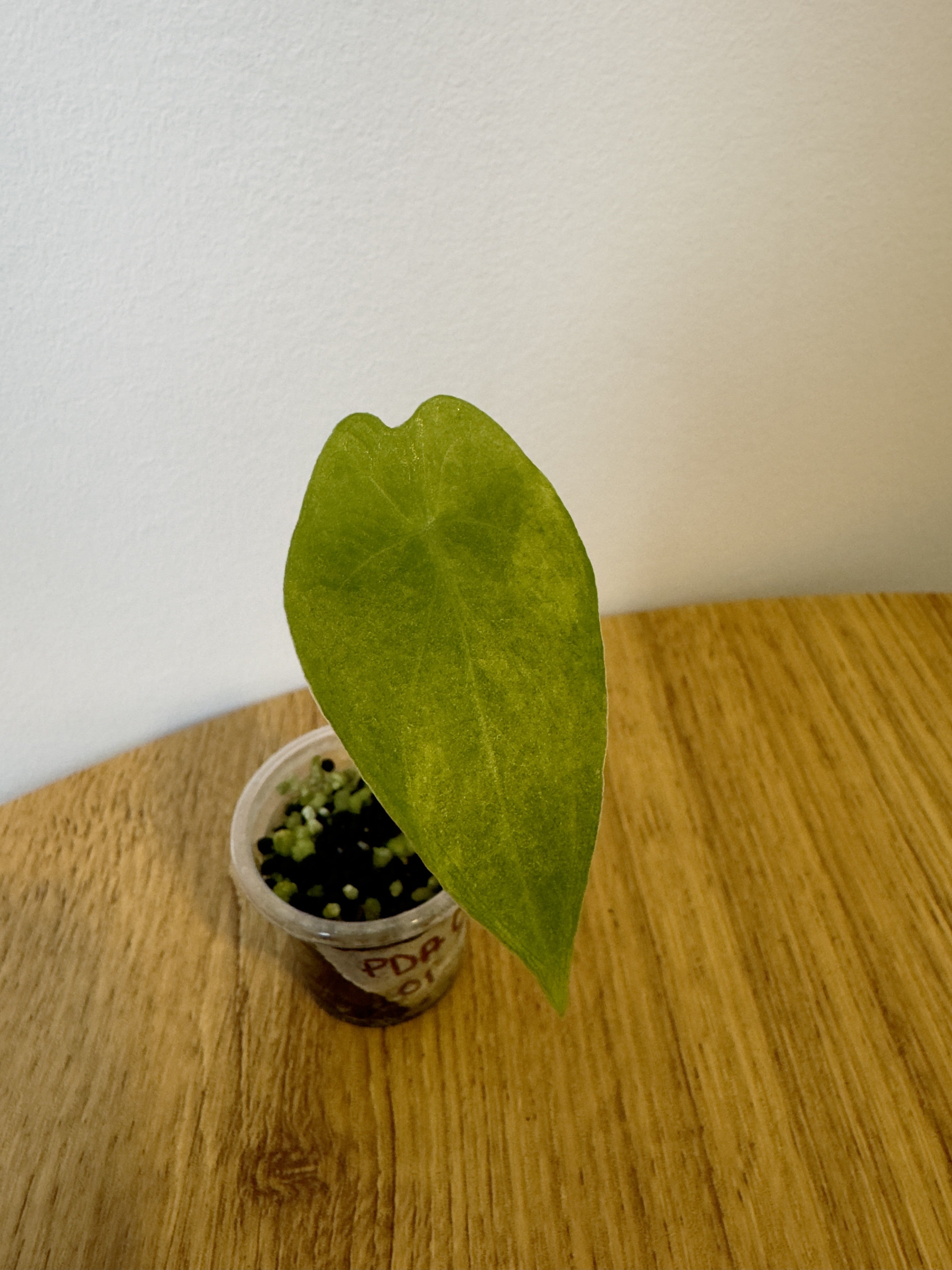 Alocasia Pink Dragon Aurea