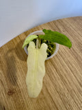 Alocasia Lauterbachiana Albo