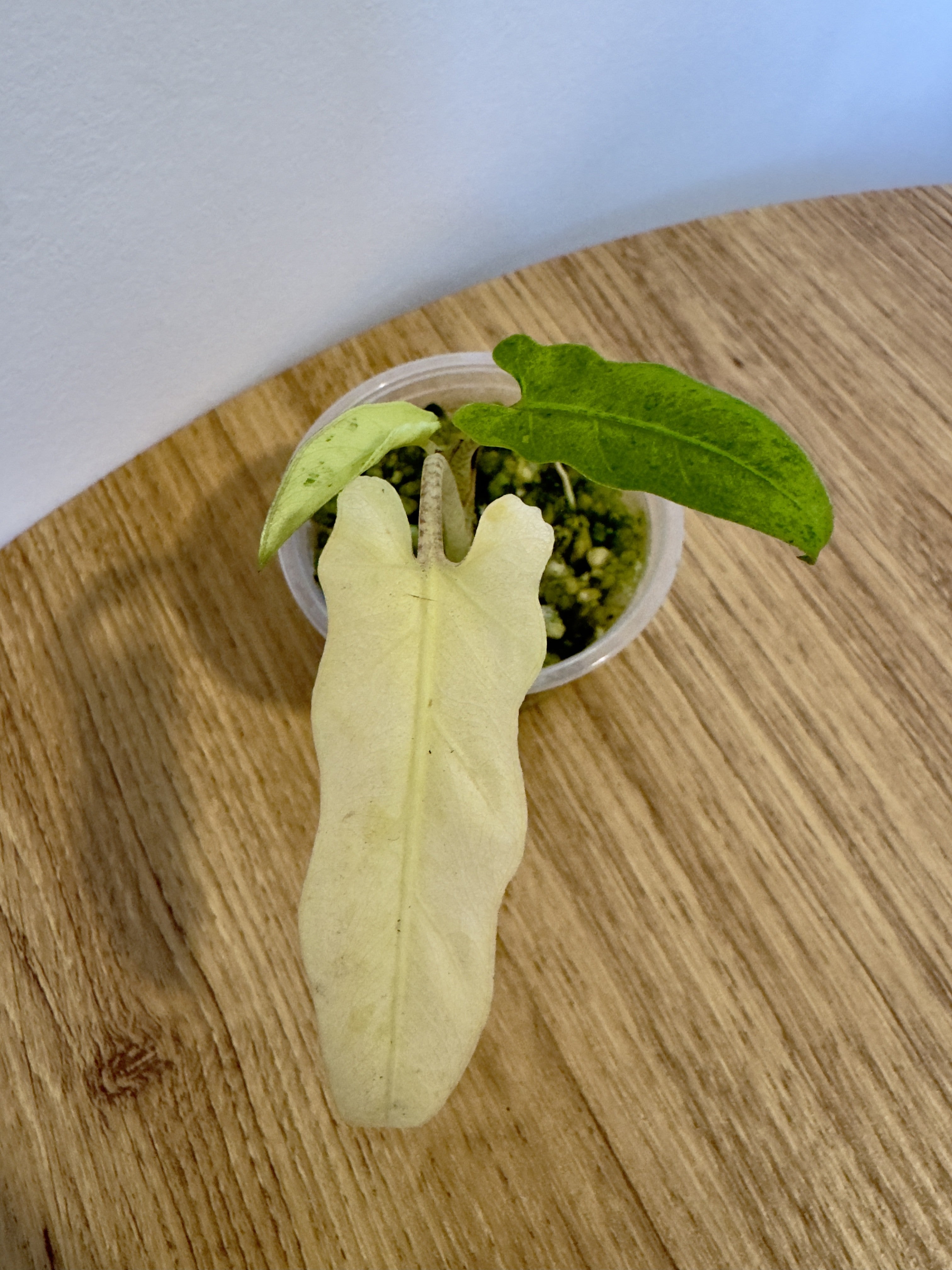Alocasia Lauterbachiana Albo
