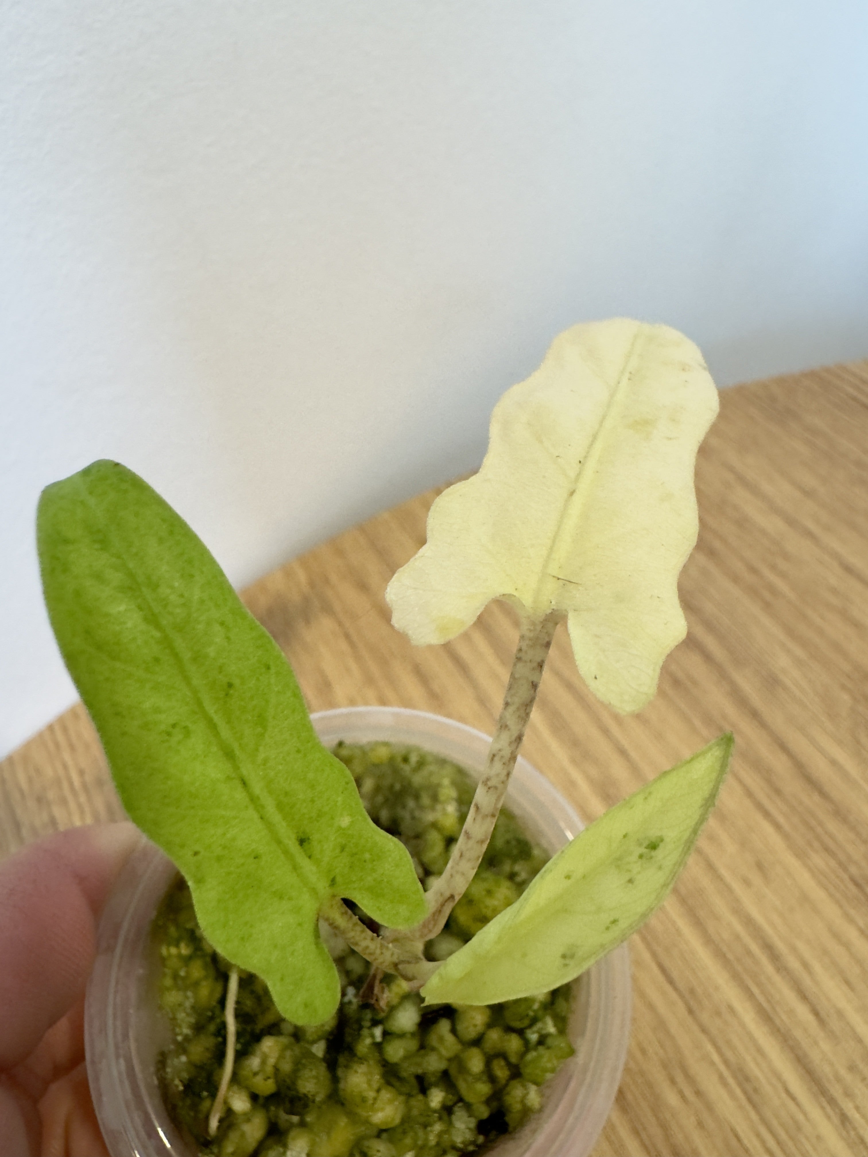 Alocasia Lauterbachiana Albo