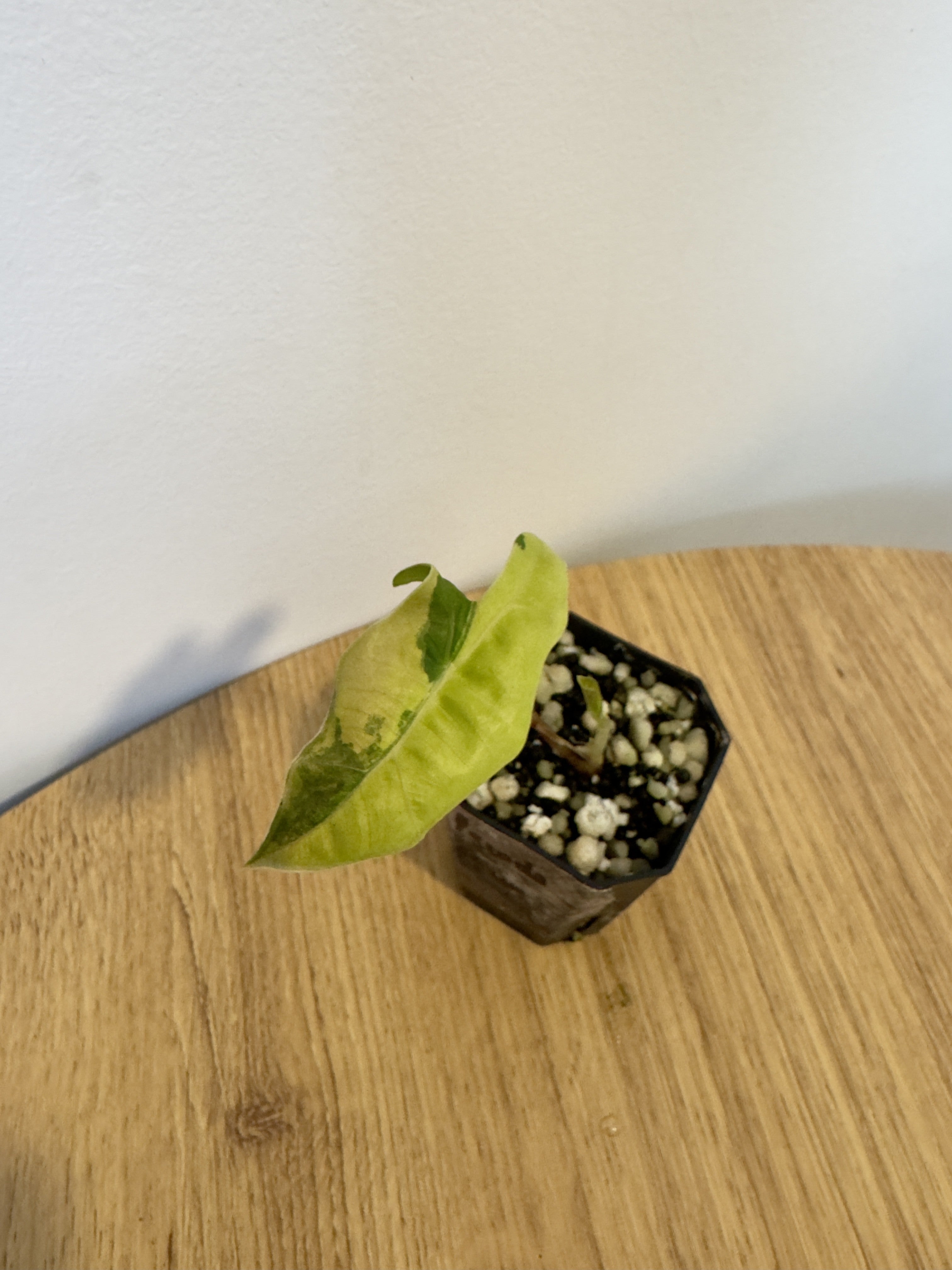 Alocasia Pseudo Aurea