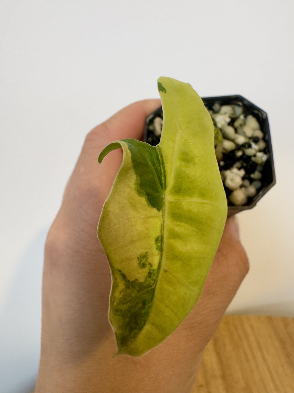 Alocasia Pseudo Aurea
