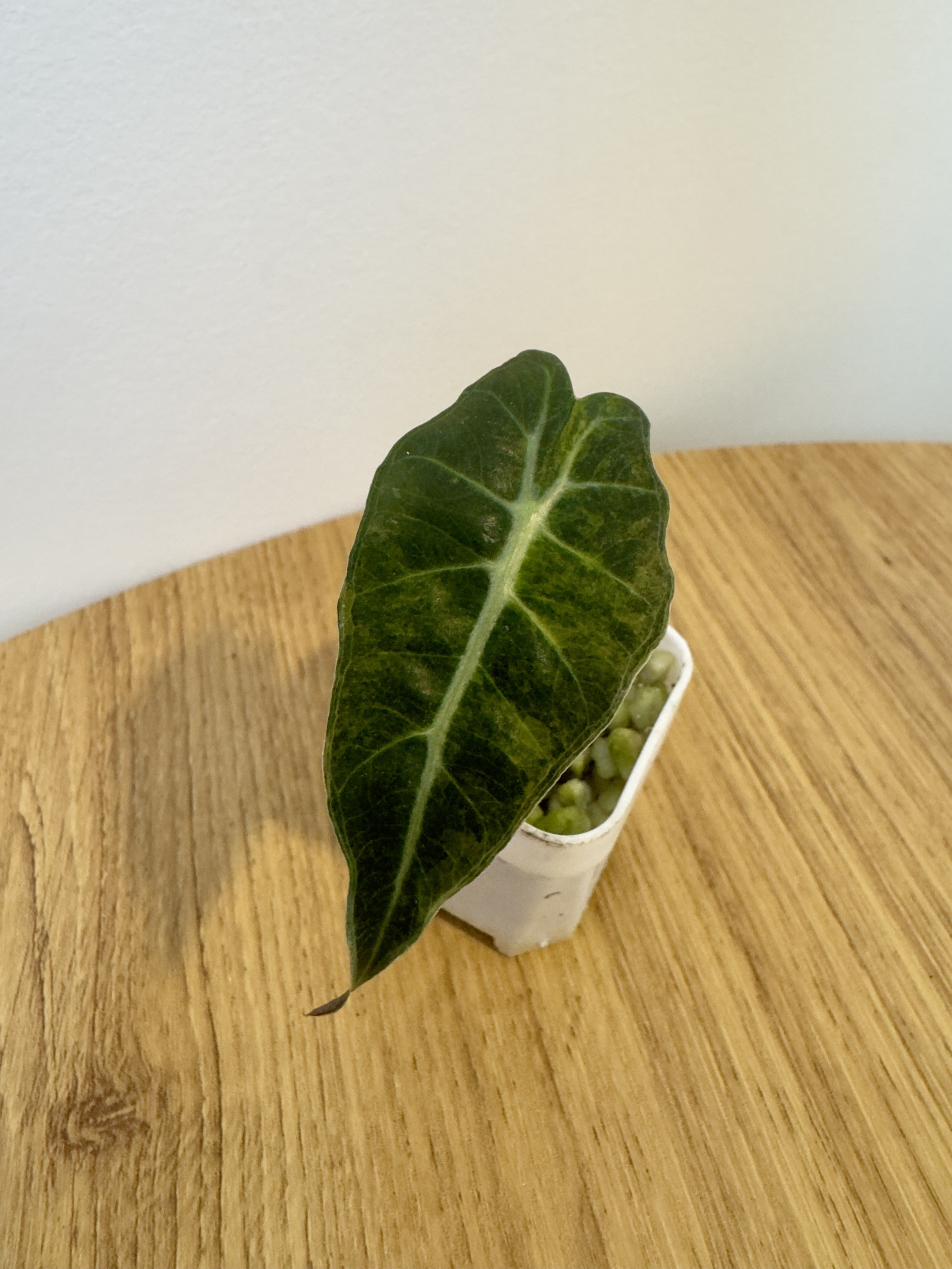 Alocasia Pseudo Aurea