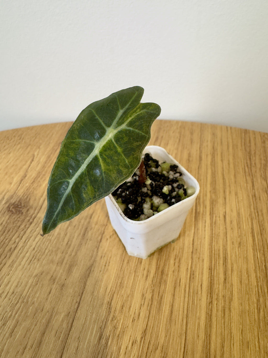 Alocasia Pseudo Aurea