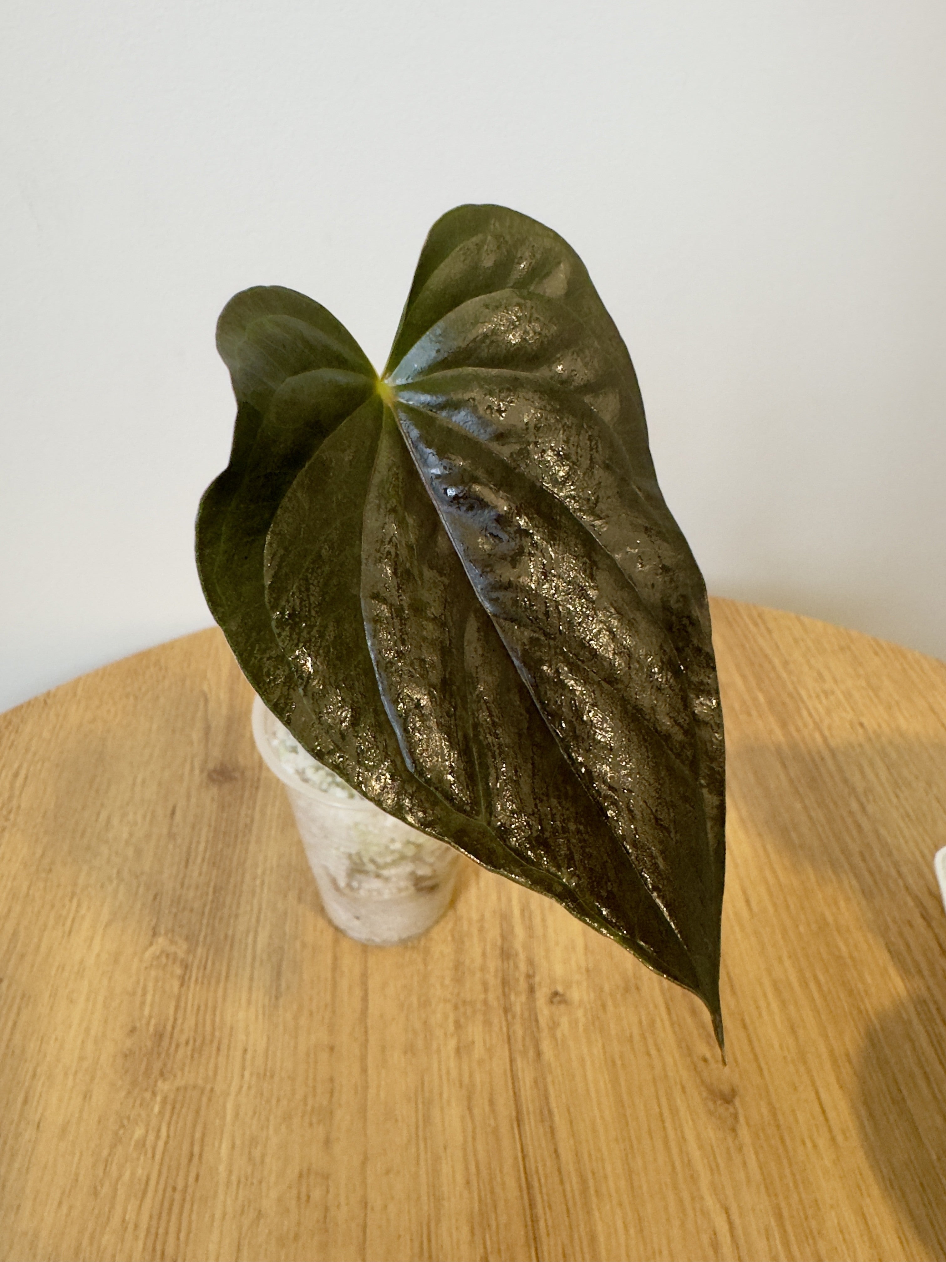 Anthurium Red Beauty/Moodeanum